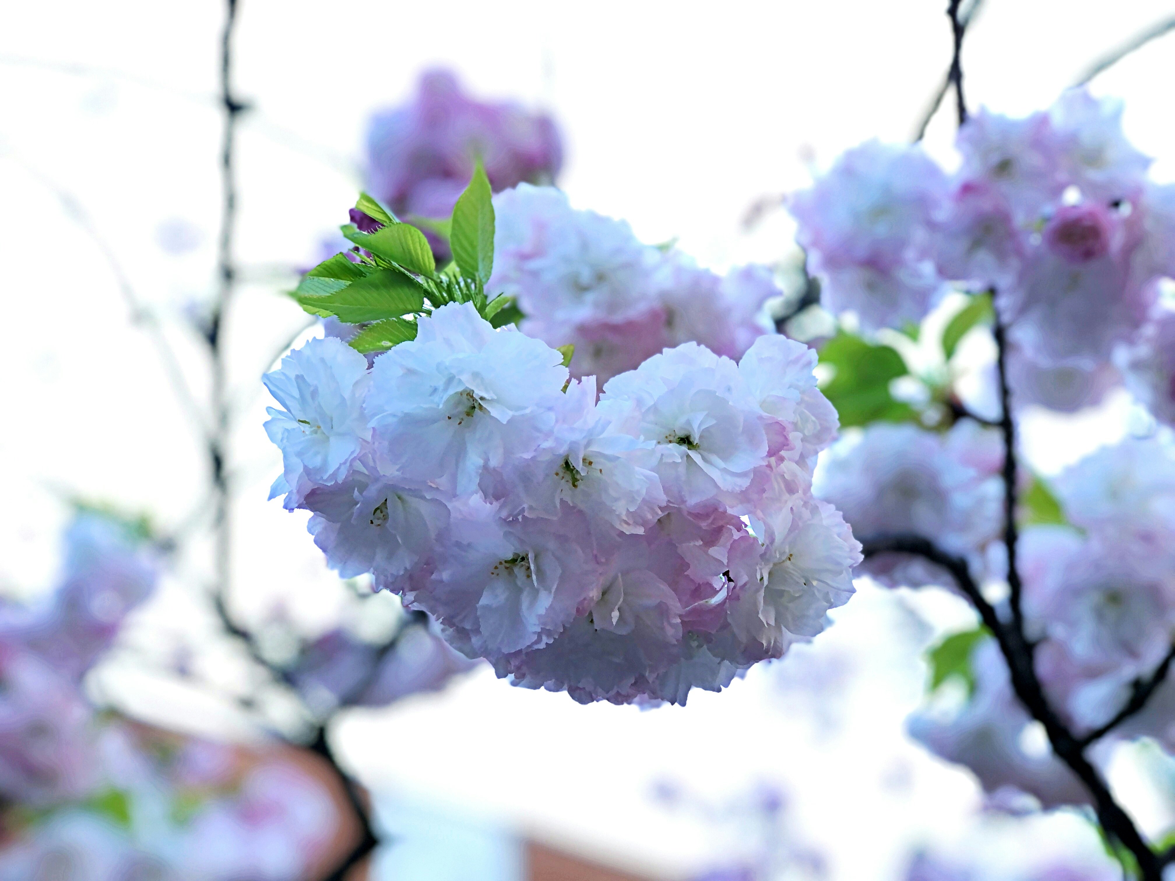 淡いピンクの桜の花が咲く枝先のクローズアップ