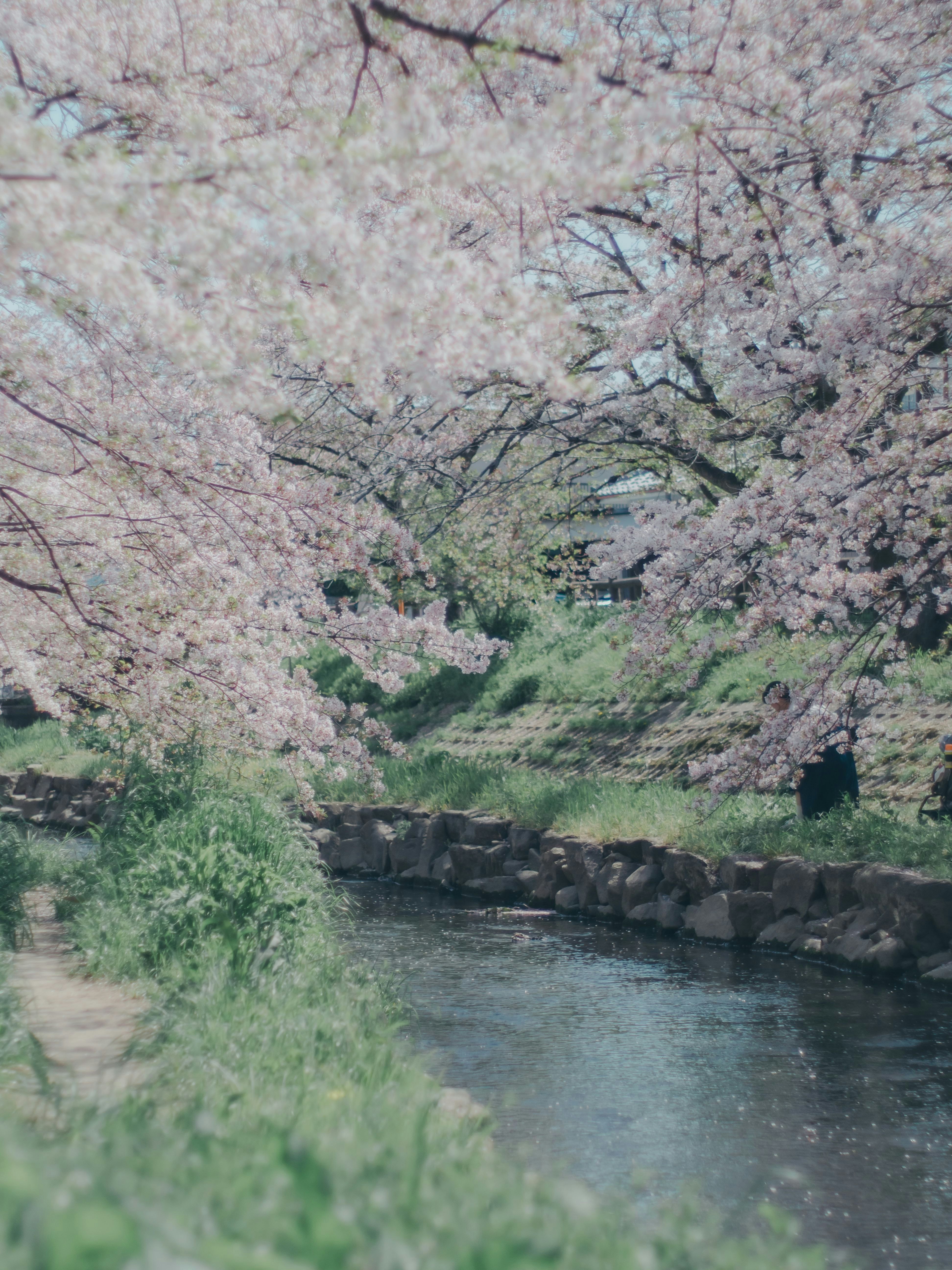 川沿いに咲く桜並木の春景色