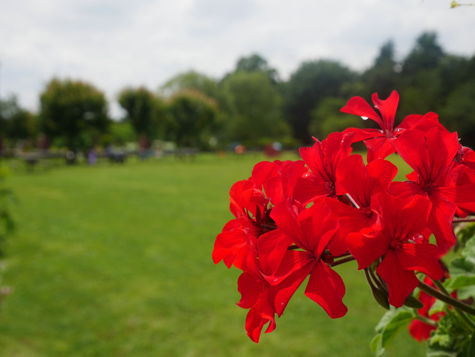 Fleurs rouges vives au premier plan avec une pelouse verte en arrière-plan