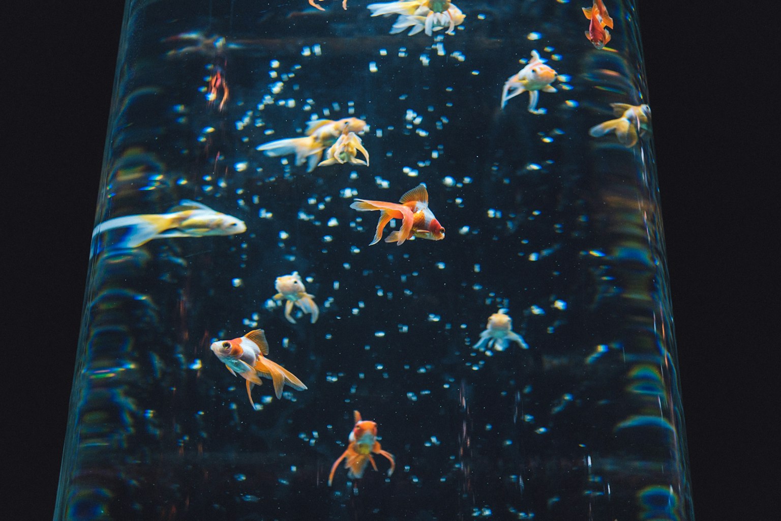 Des poissons rouges nageant dans un aquarium avec des bulles et un fond sombre