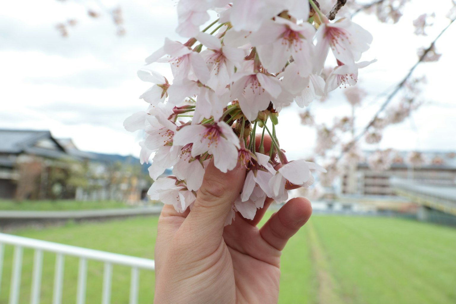 Nahaufnahme einer Hand, die Kirschblüten hält, mit grünen Feldern im Hintergrund