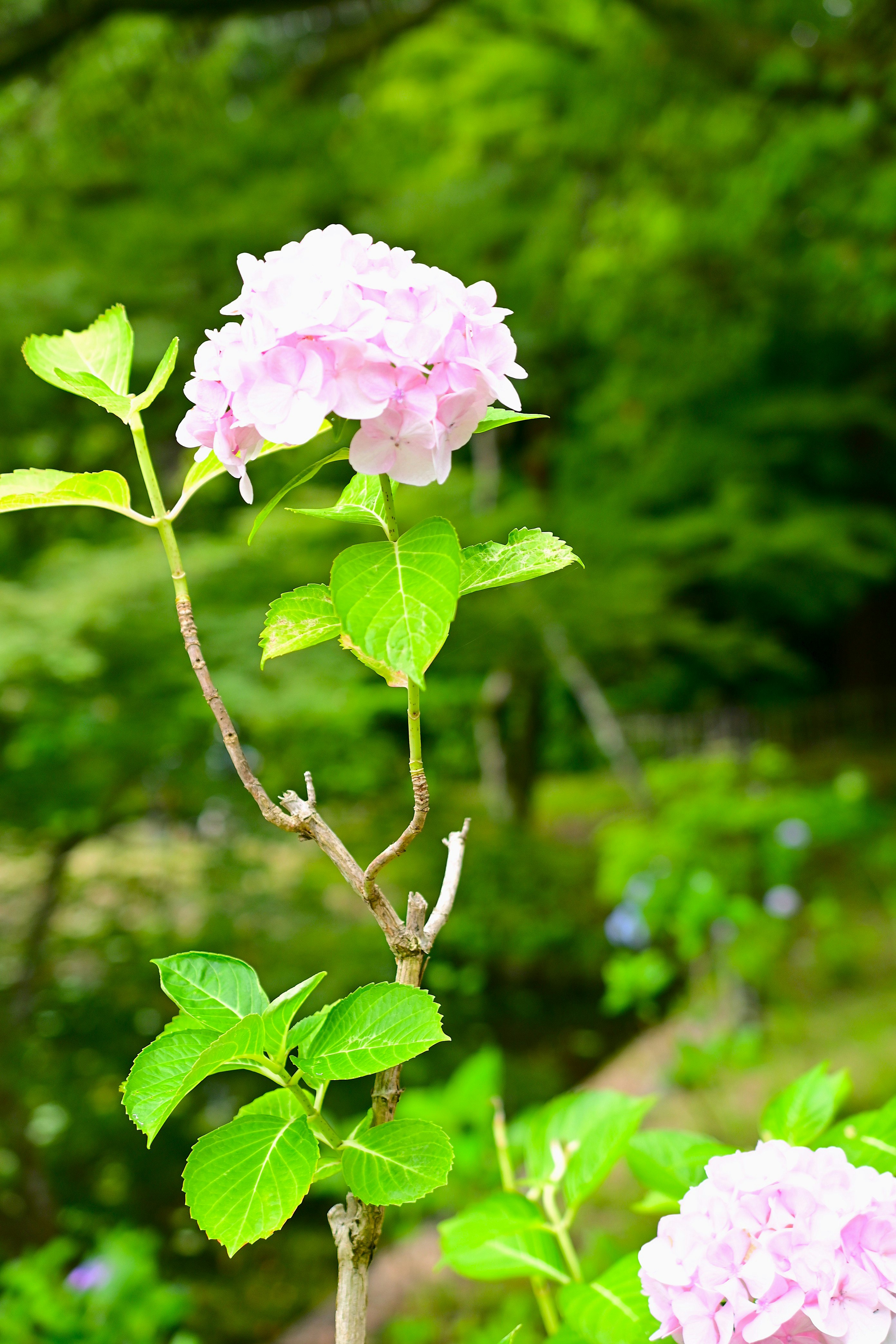 あじさいの花と新緑の背景
