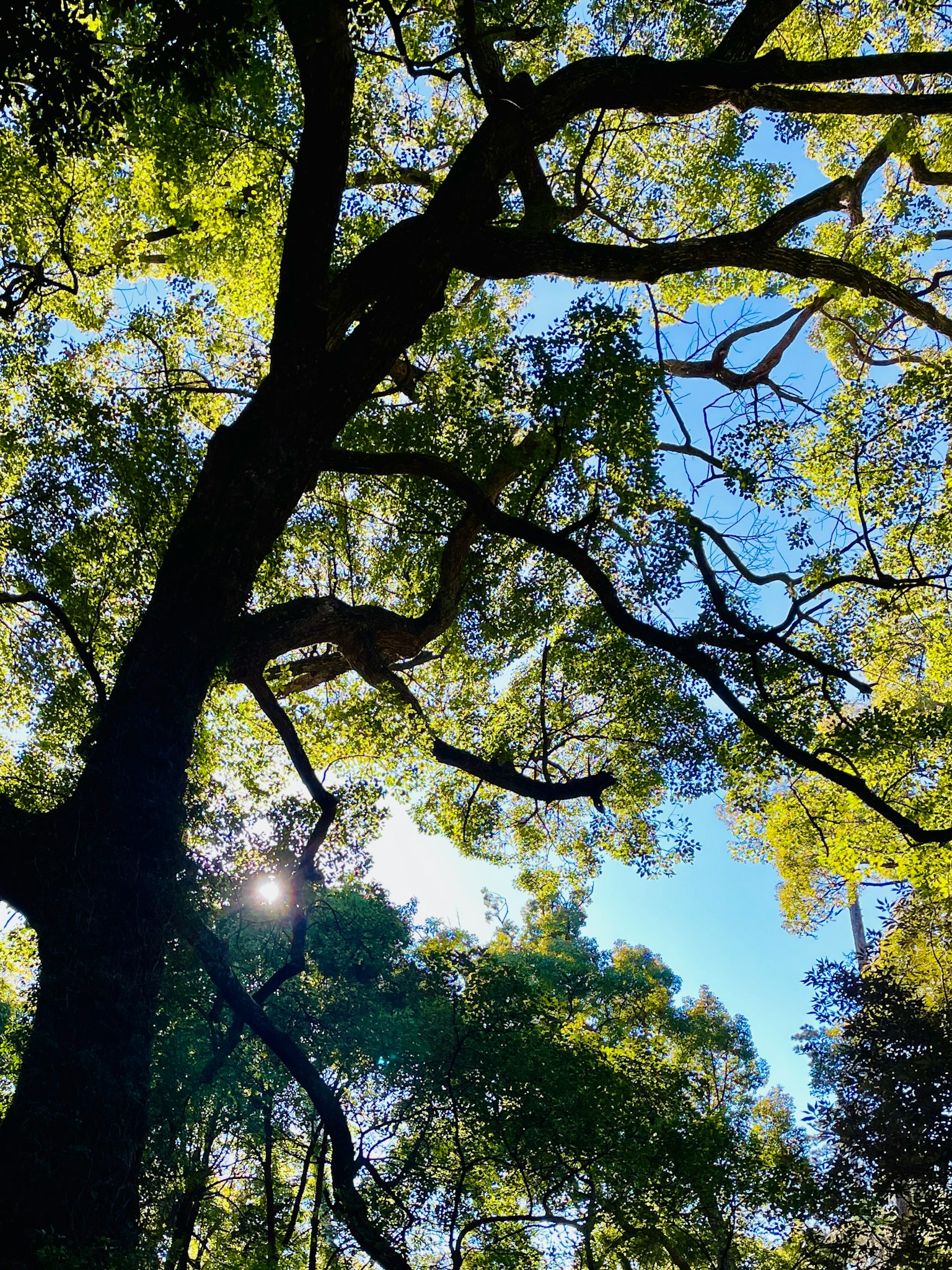 Vue d'en bas d'un grand arbre avec des feuilles vertes contre un ciel bleu
