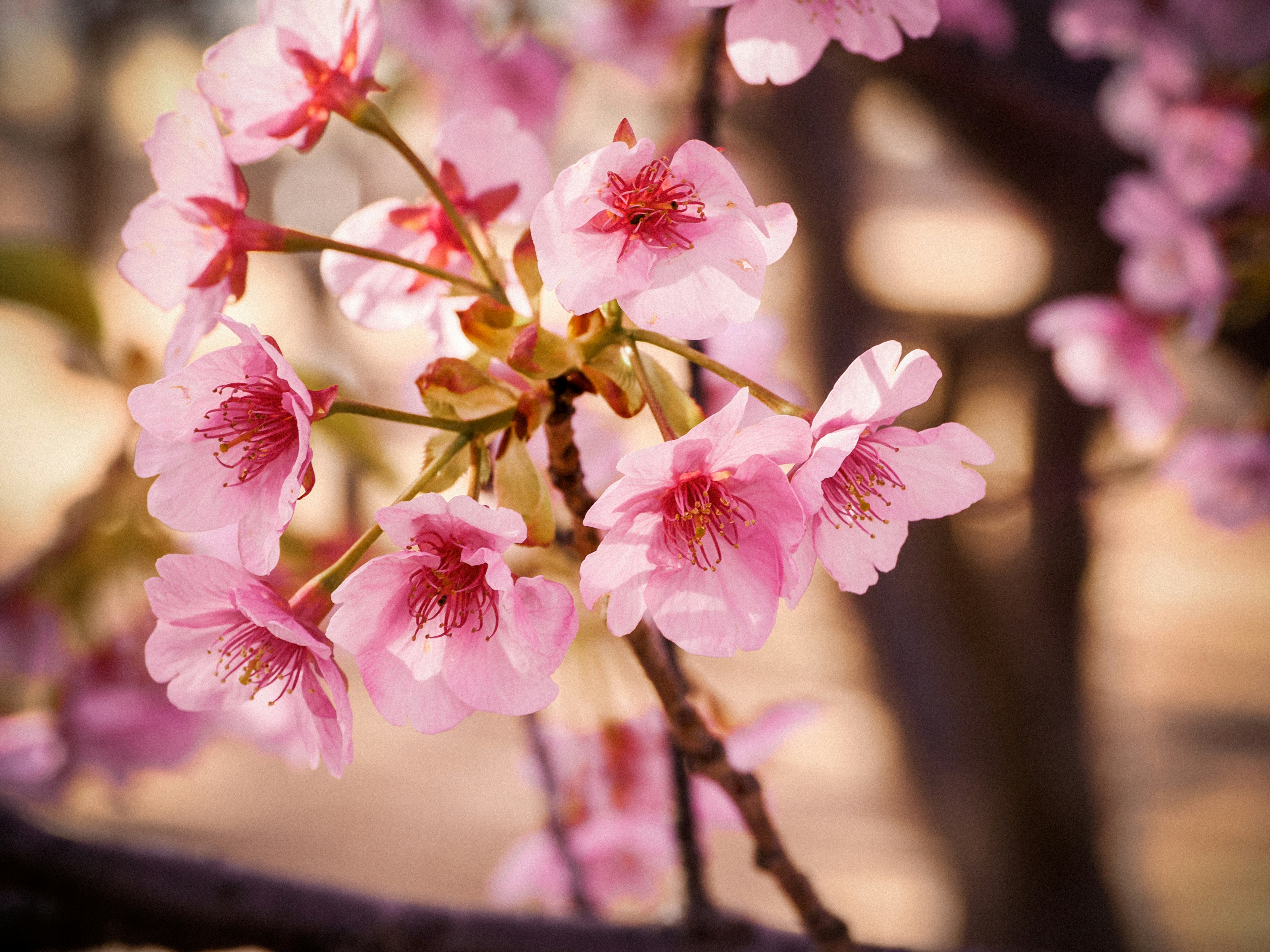 ピンクの花が咲く枝のクローズアップ
