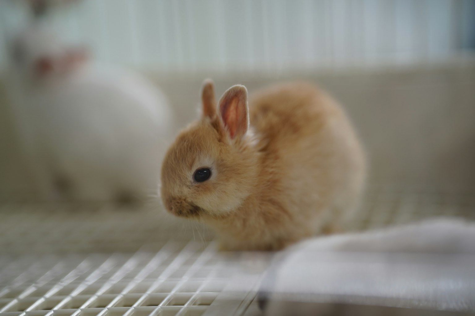 A small brown rabbit playing inside a cage