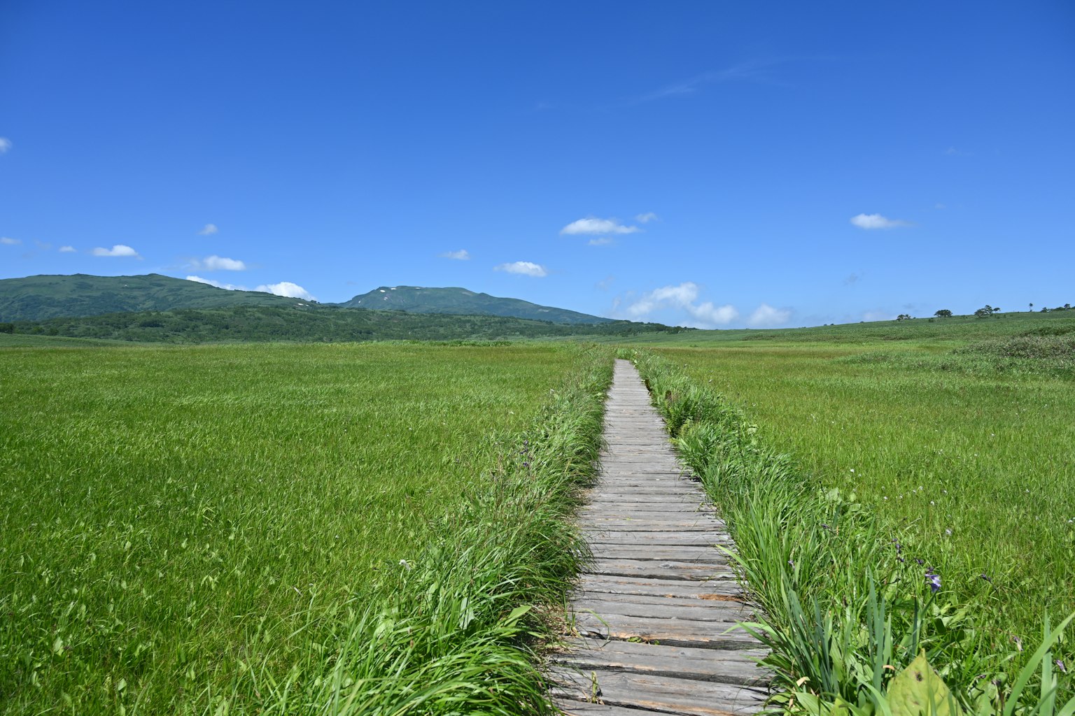 Pradera verde bajo un cielo azul con un camino de madera