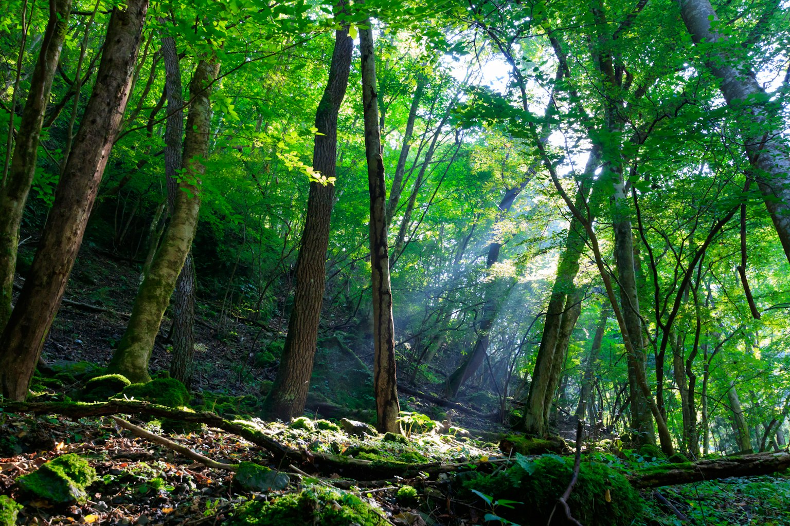 Lush green forest scene with sunlight filtering through trees