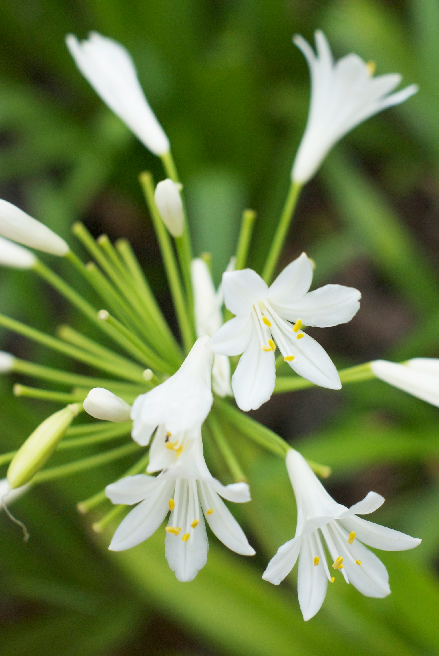Cluster aus weißen Blumen mit zarten Blütenblättern vor grünem Hintergrund