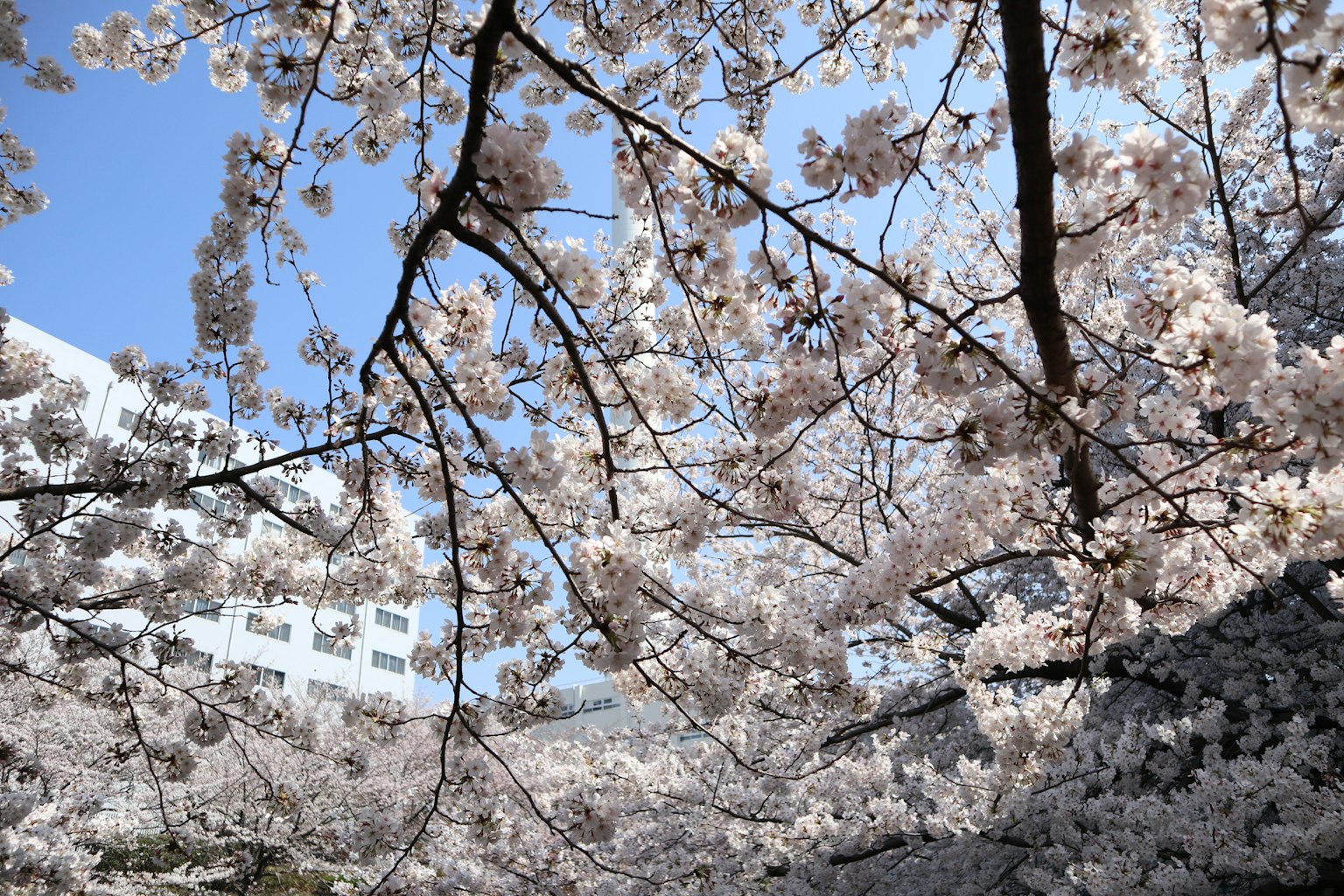 Ramas de cerezo con flores rosas contra un cielo azul