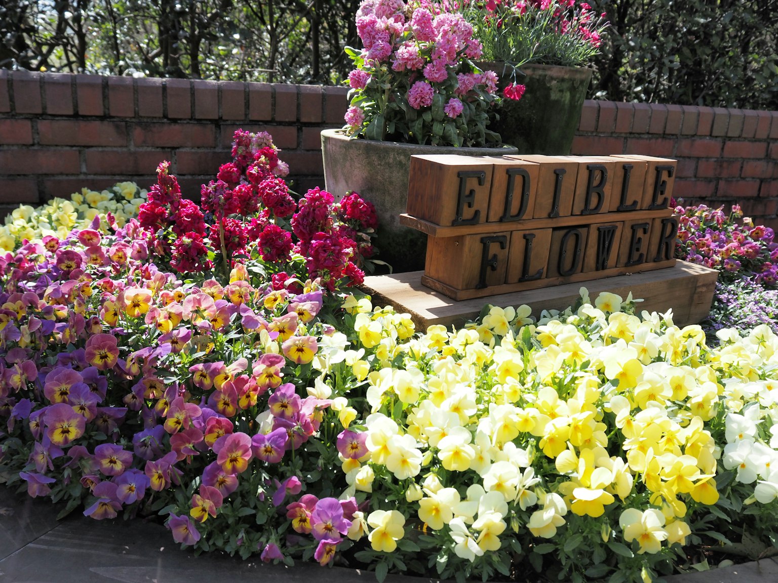 Bunte essbare Blumen in einem Garten mit einem Schild für essbare Blumen