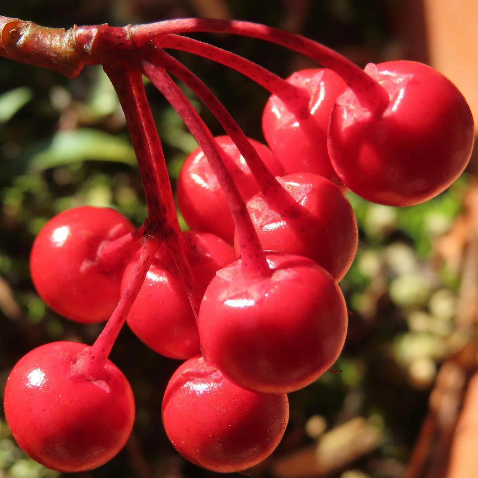 Primer plano de una planta con bayas rojas vibrantes en racimos
