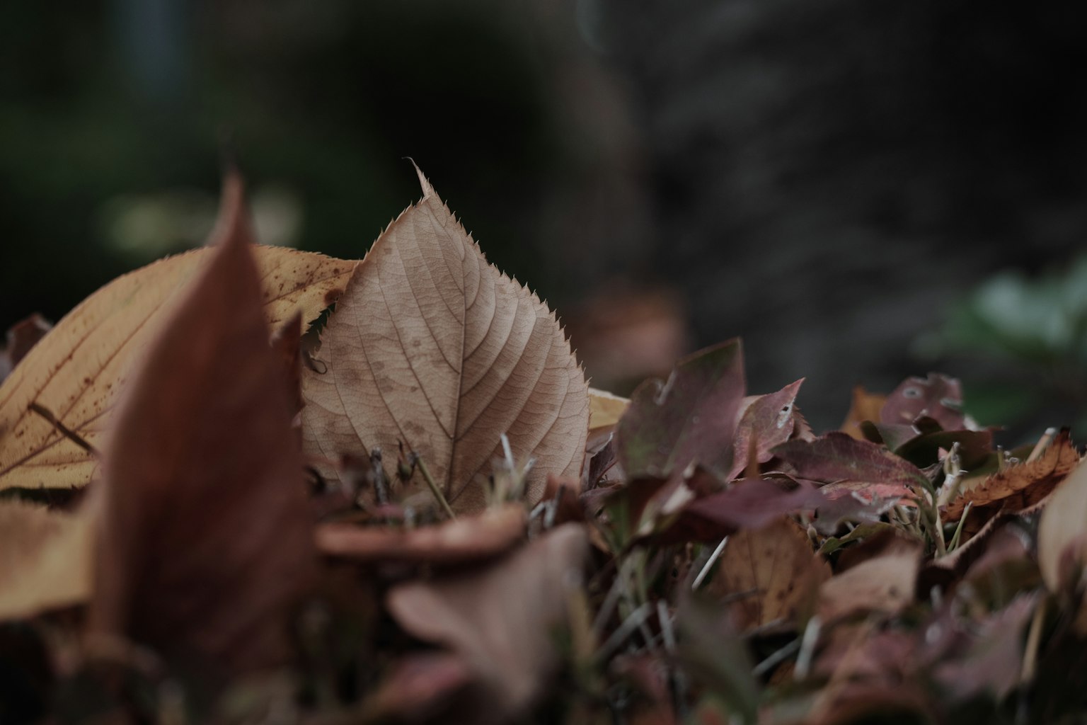 Close-up daun jatuh dengan nuansa coklat dan oranye