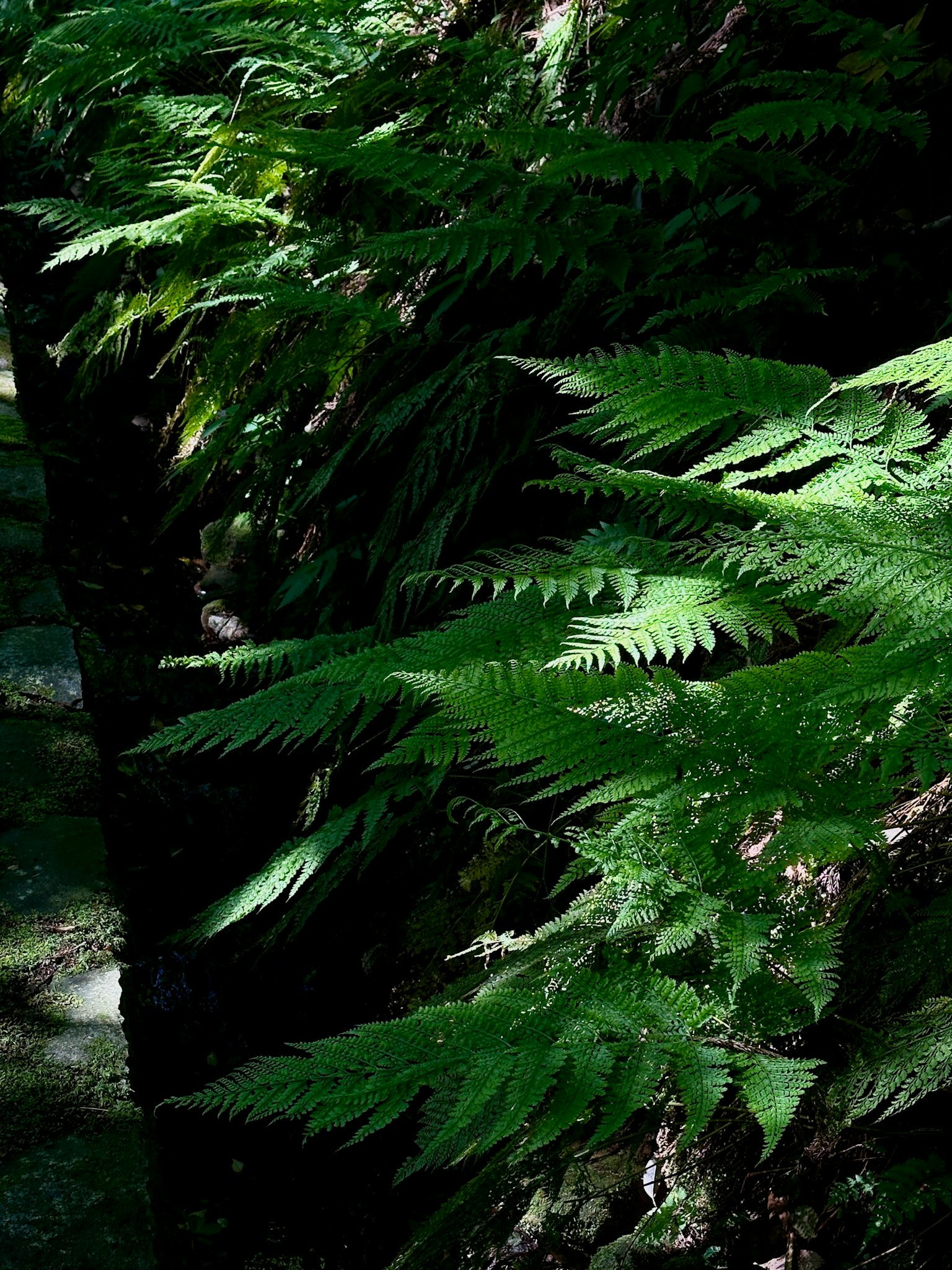 Lush green ferns thriving in a shaded environment