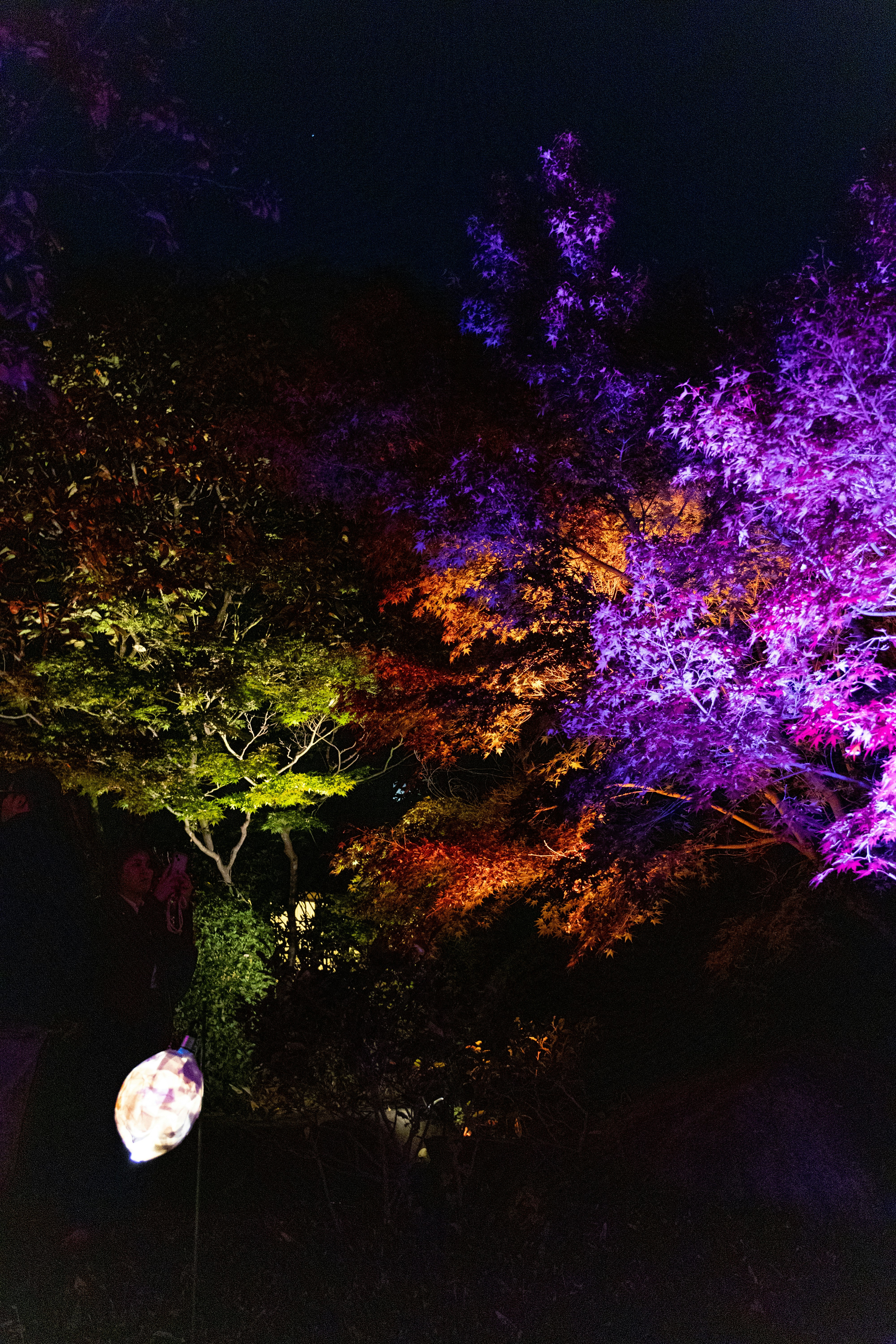 arbres illuminés aux couleurs vives dans un jardin de nuit