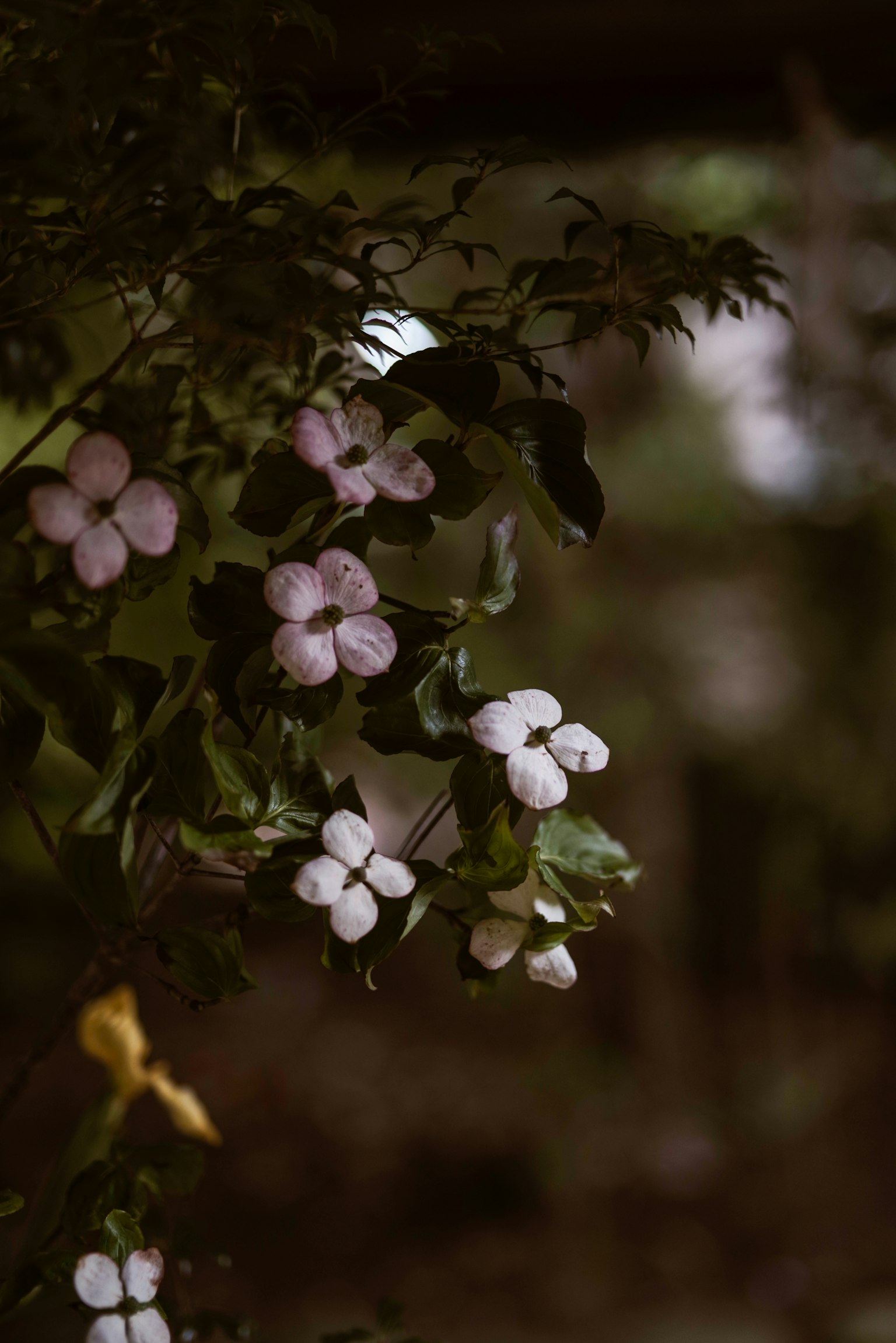 薄紫色の花と緑の葉が特徴的な植物のクローズアップ