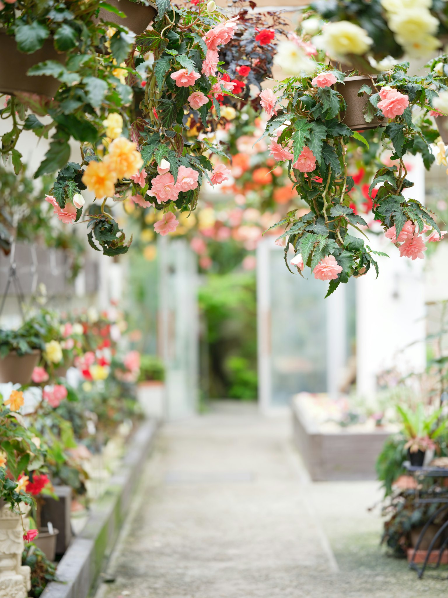 Sendero adornado con flores coloridas en un jardín