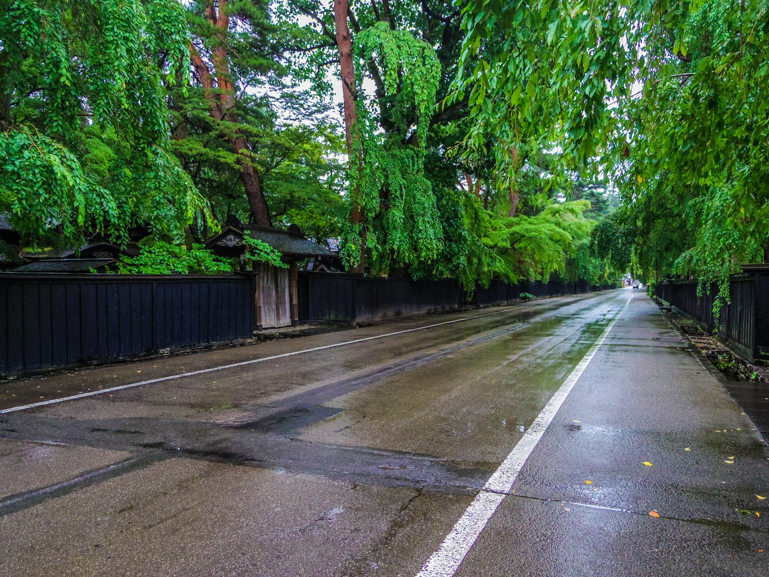 被郁郁葱葱的绿树环绕的安静道路 雨水浸泡的沥青