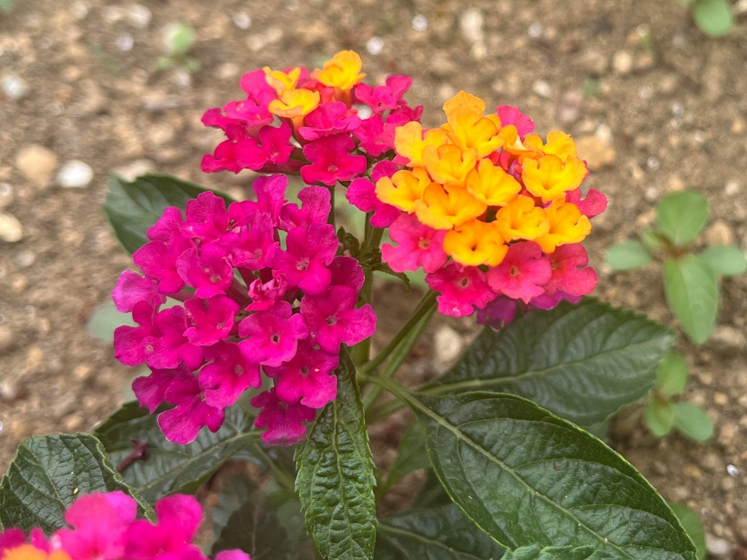鲜艳的粉色和橙色花朵的兰塔纳植物