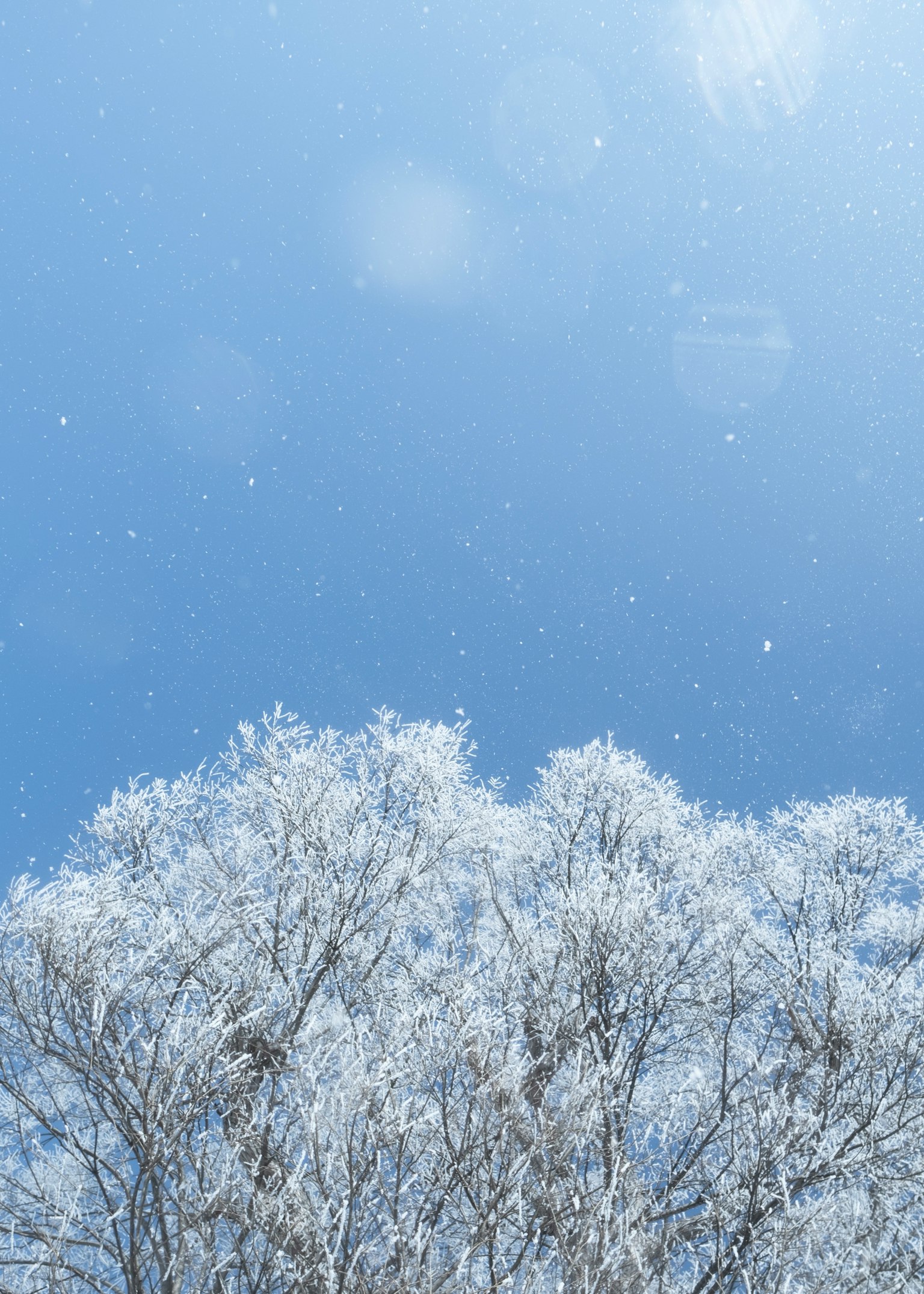 冬季場景，展示了覆蓋著雪的樹頂和藍天