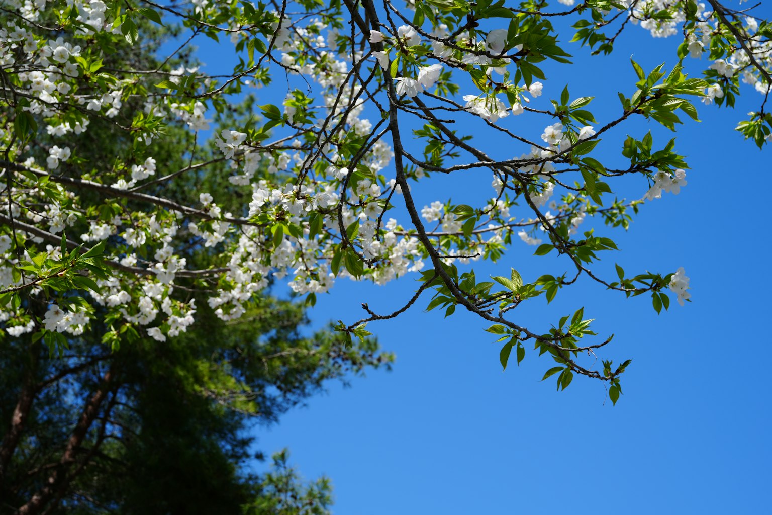 Ramas con flores blancas y hojas verdes contra un cielo azul