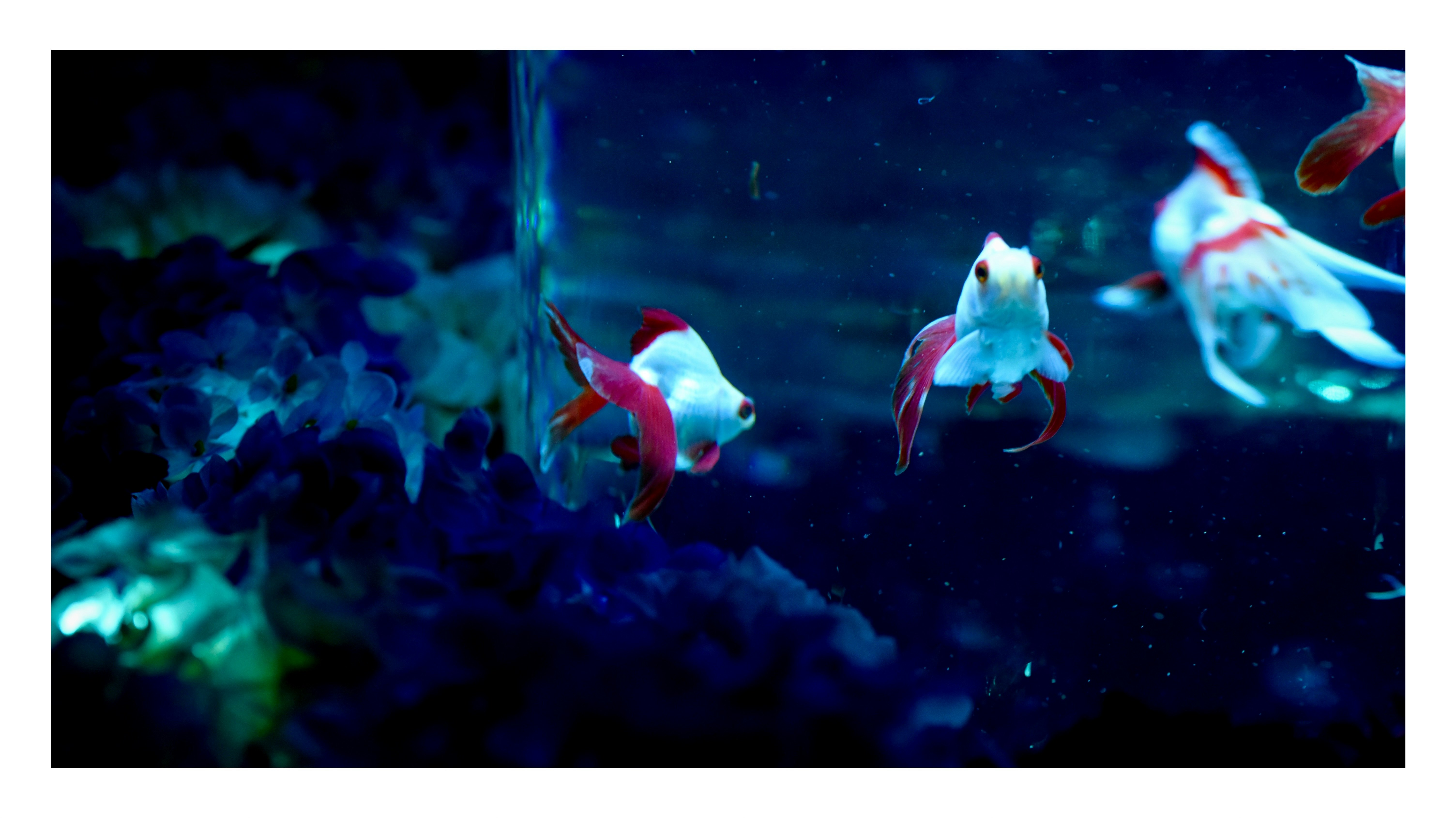 青く照らされた水槽で泳ぐ色鮮やかな熱帯魚