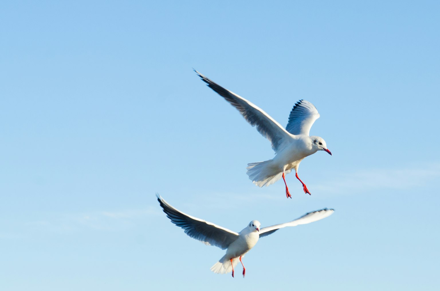 Dos gaviotas volando contra un cielo azul