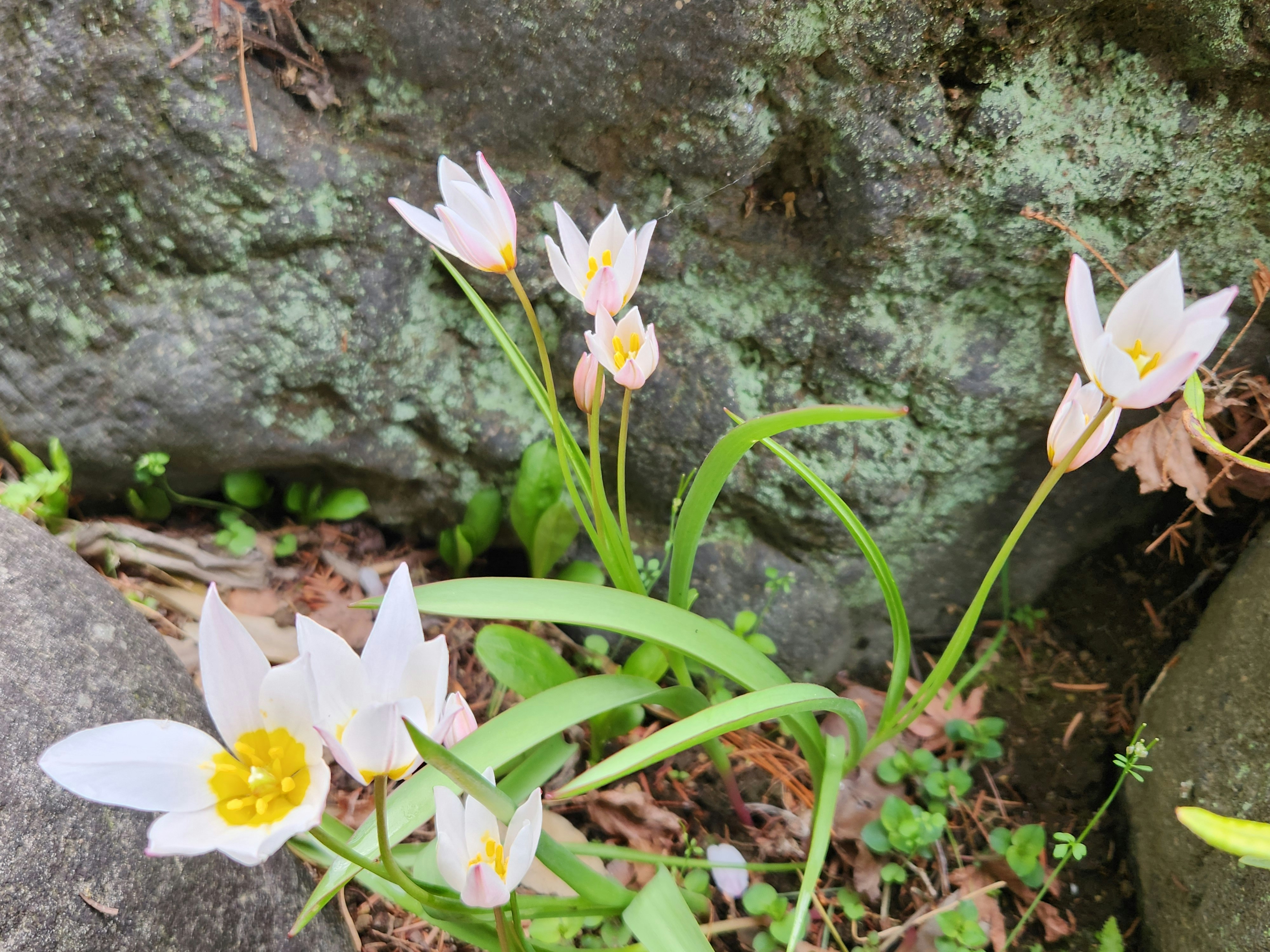 里山の岩肌に咲くチューリップヒルデの白とピンクの花