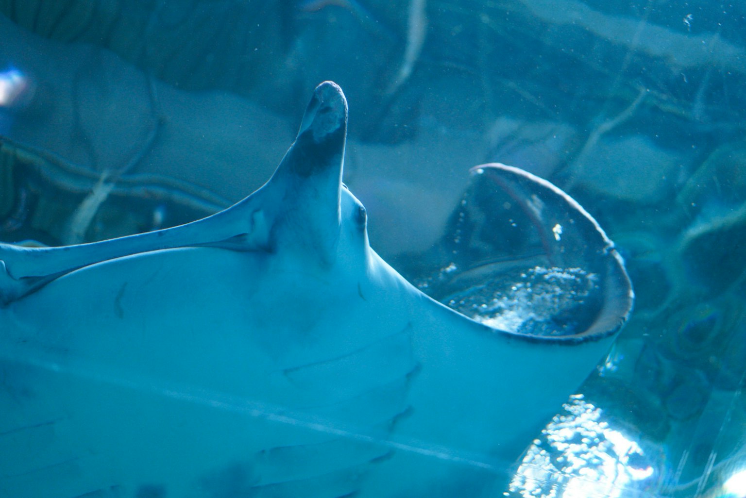 A ray swimming in blue water with a close-up view