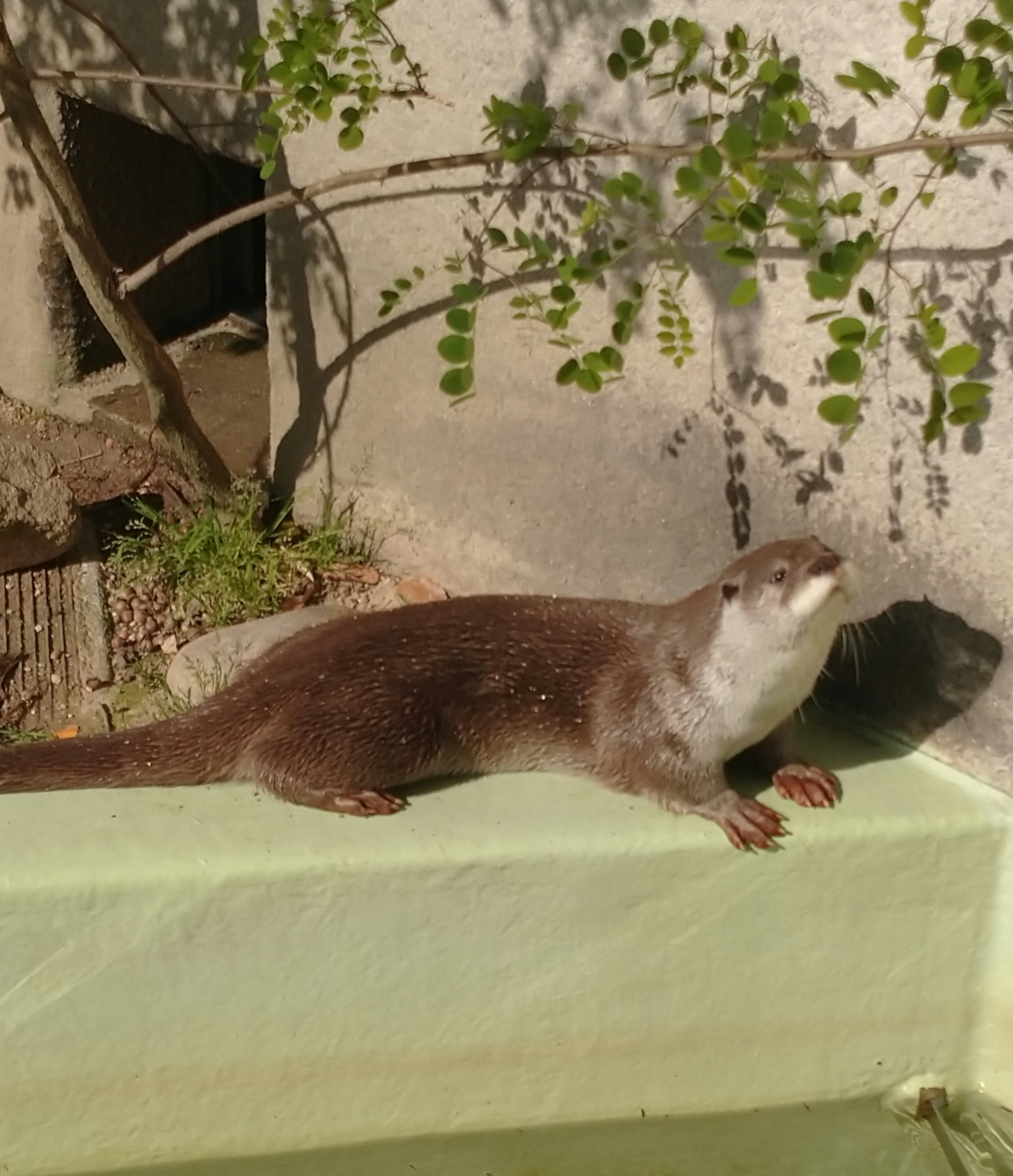動物園の壁際で横たわるカワウソ