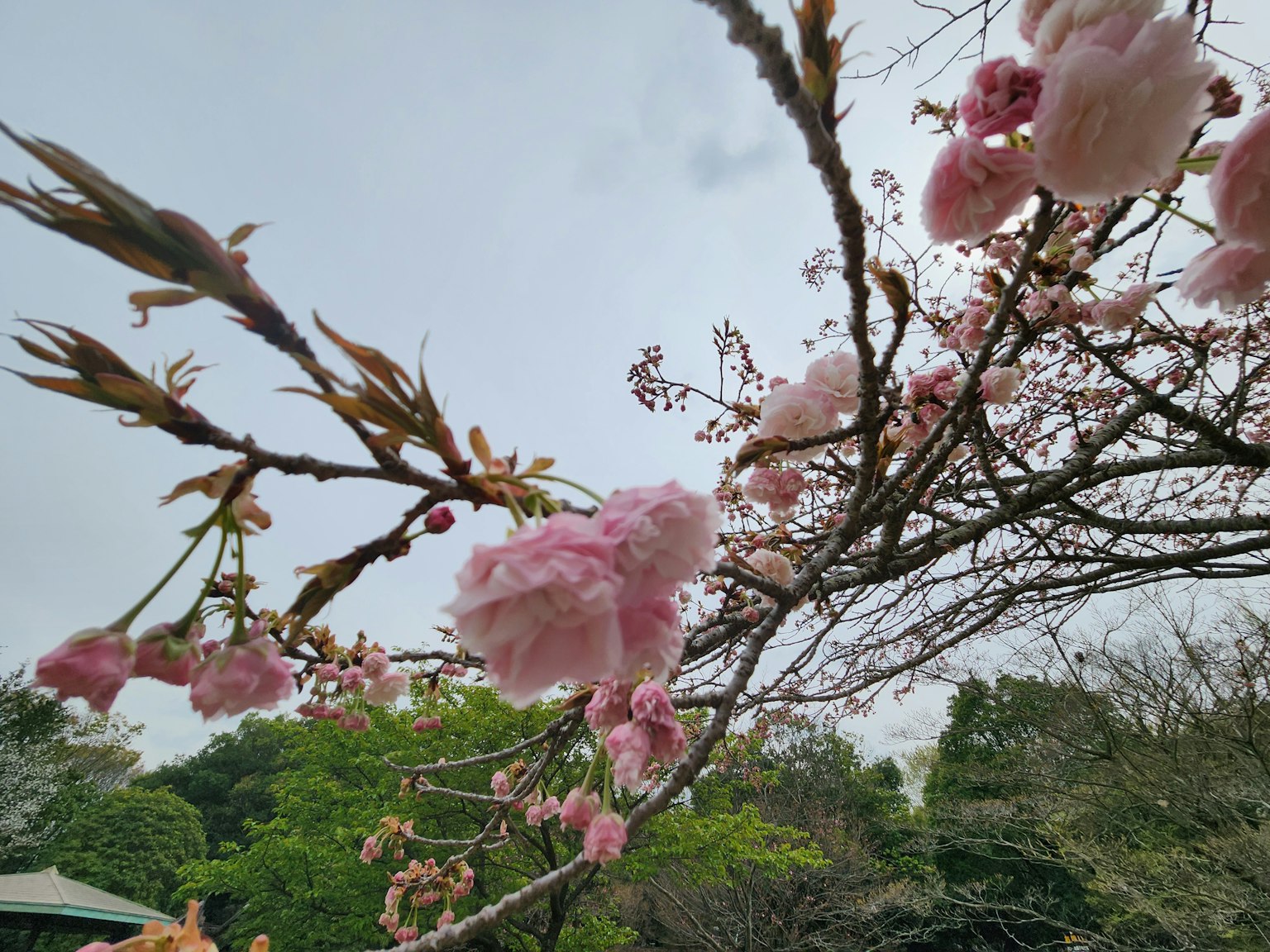 Ramas de cerezo con flores rosas bajo un cielo nublado