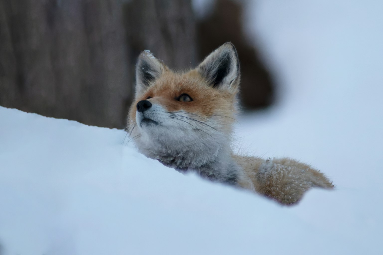 A fox's face peeking out from the snow