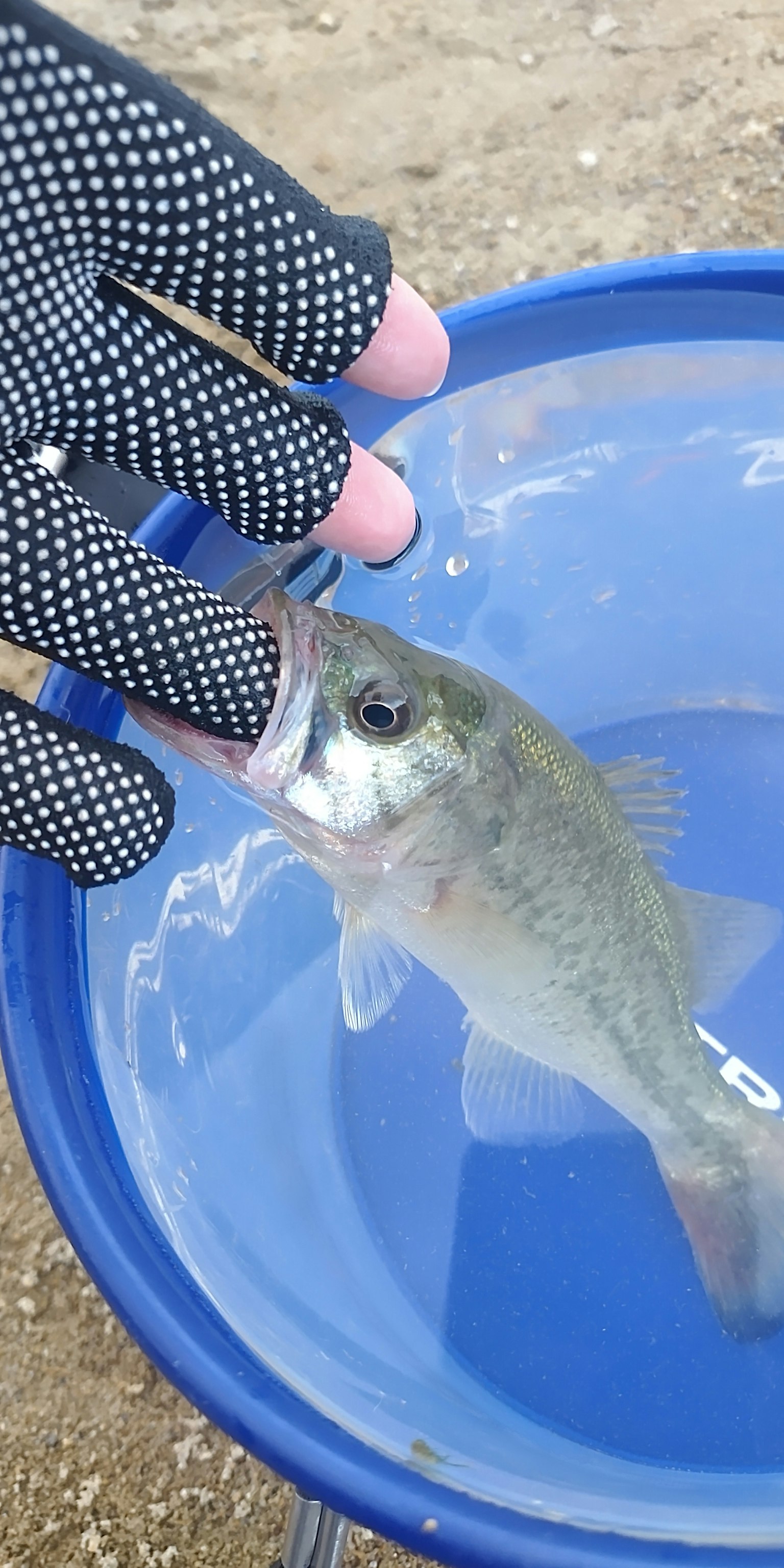 Sebuah tangan yang mengenakan sarung tangan memegang ikan di atas ember biru