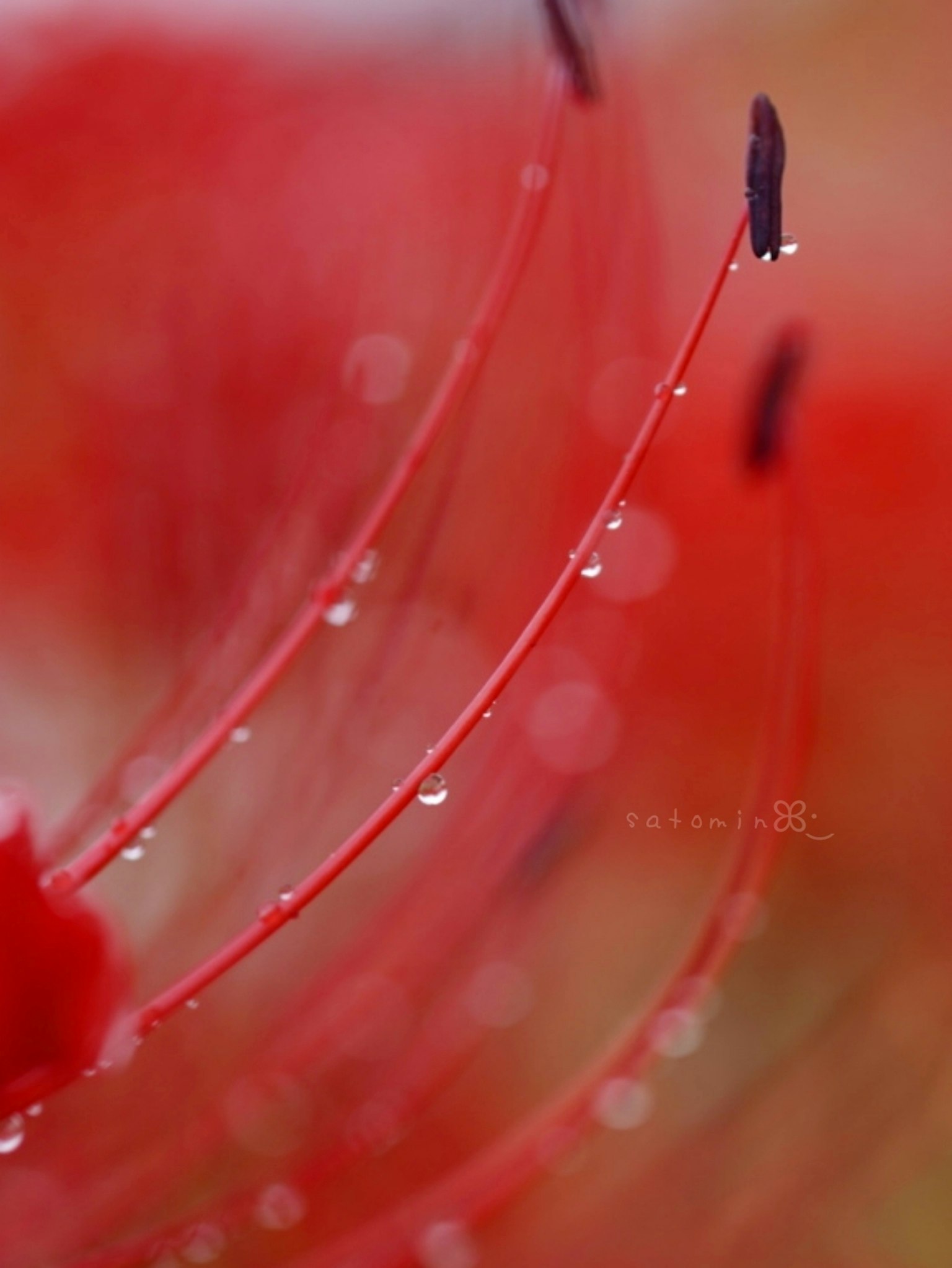 Photo macro d'une fleur rouge avec des étamines et des pistils allongés couverts de gouttes