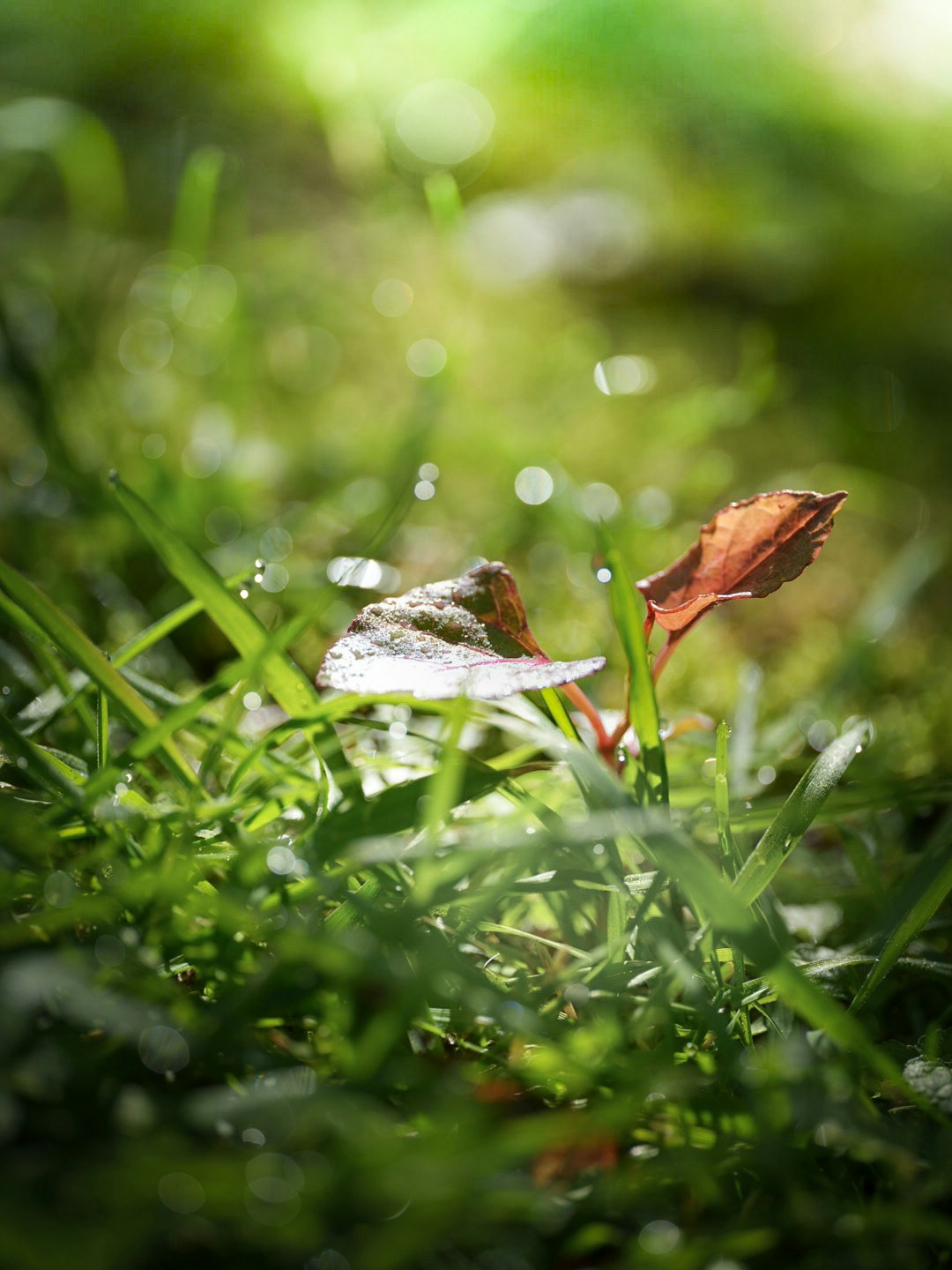 朝露をまとった草むらの新芽と玉ボケ