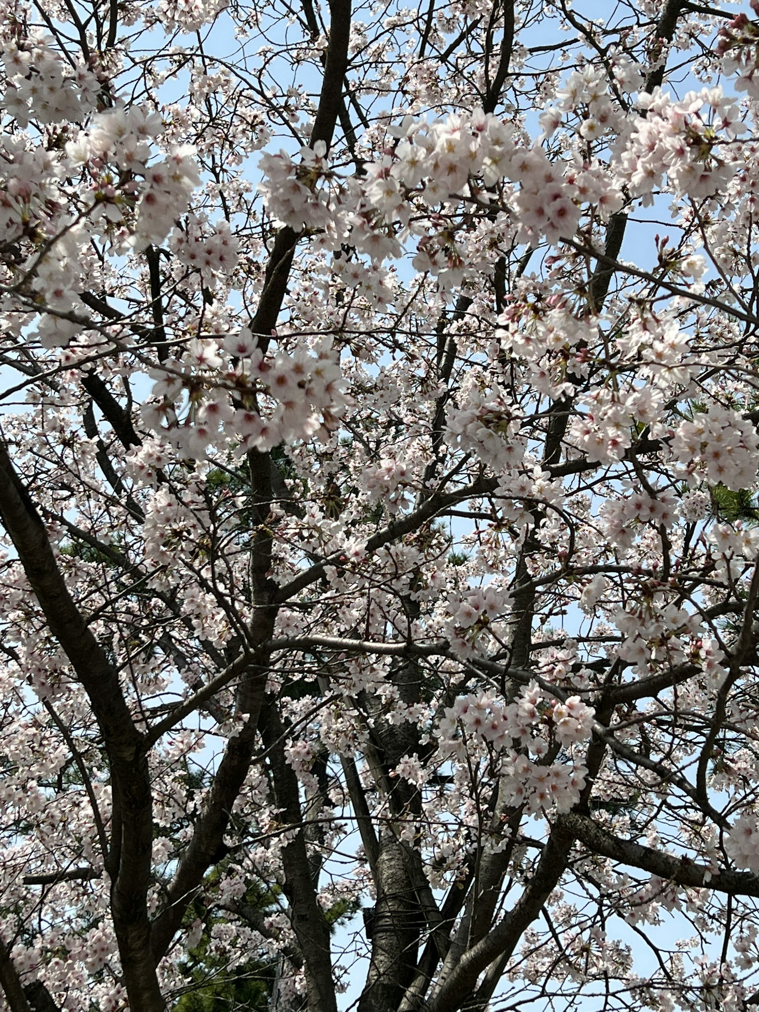 Kedekatan pohon sakura yang sedang mekar