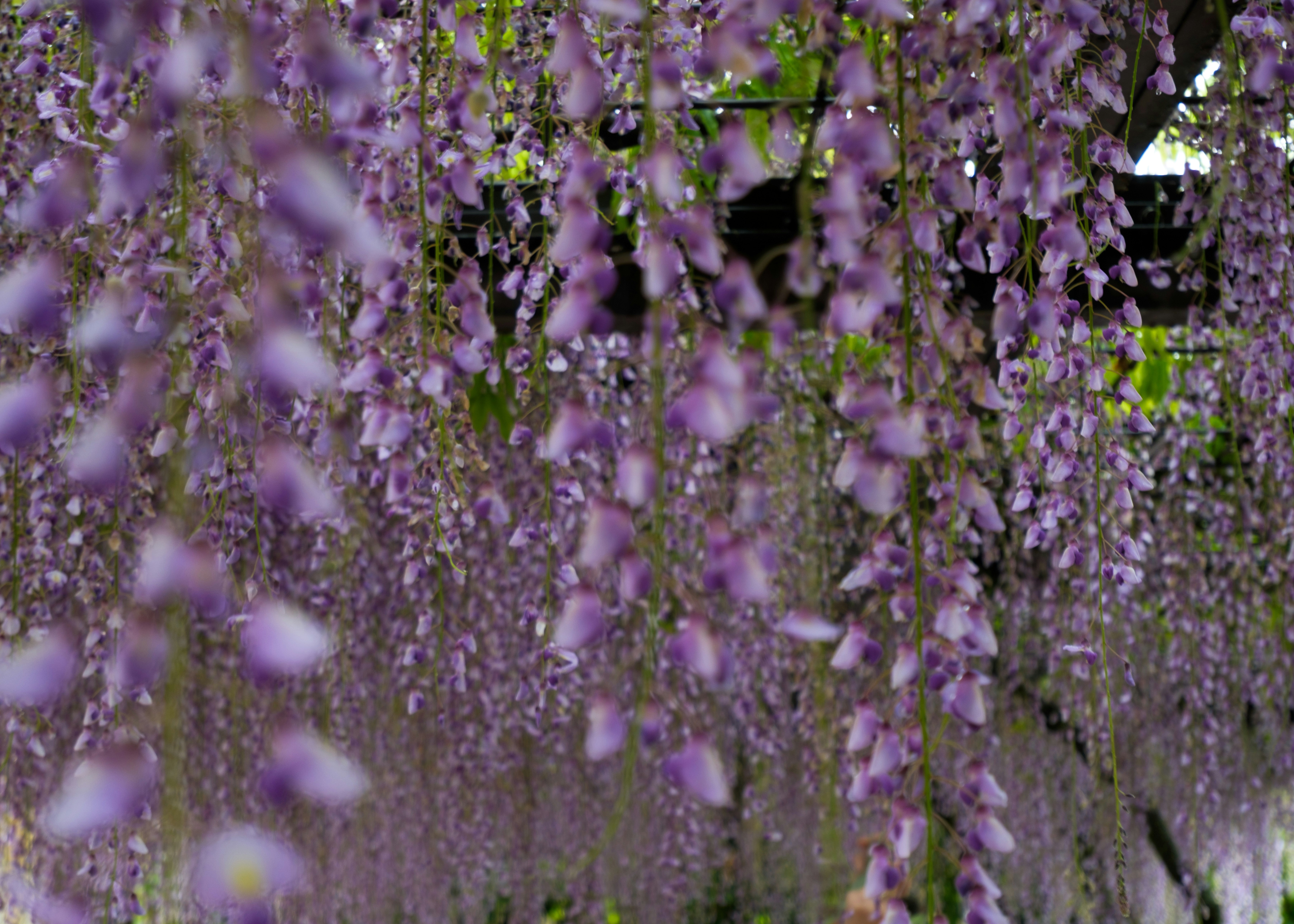 藤の花が垂れ下がる花房の群れ