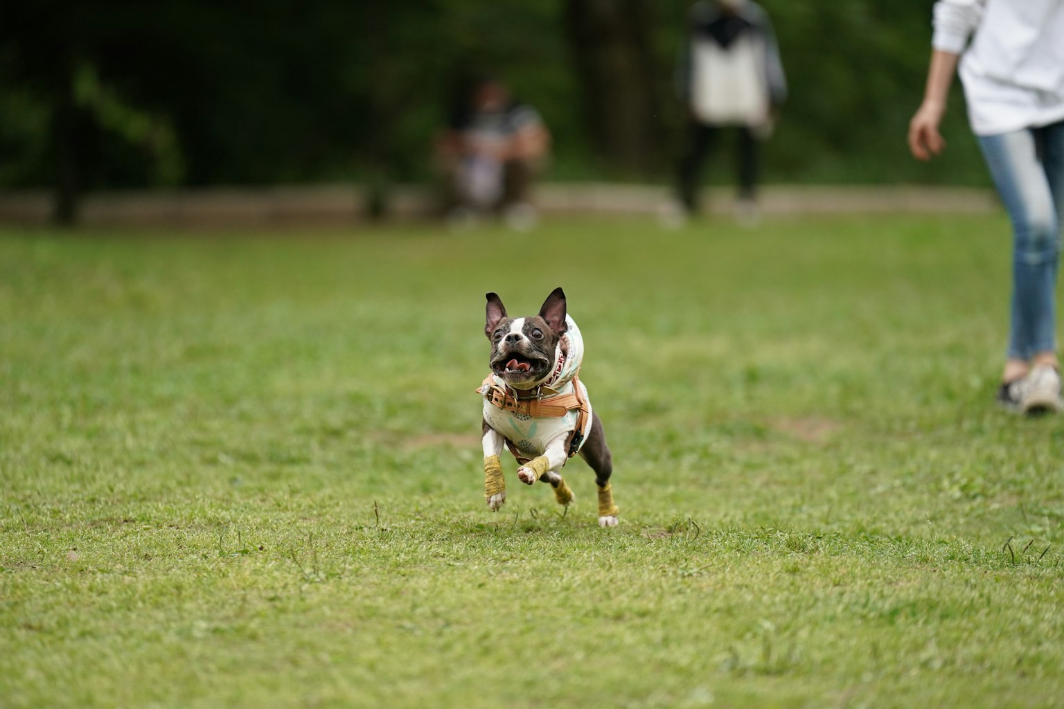 Seekor bulldog Prancis berlari dengan energik di atas rumput dengan orang-orang di latar belakang