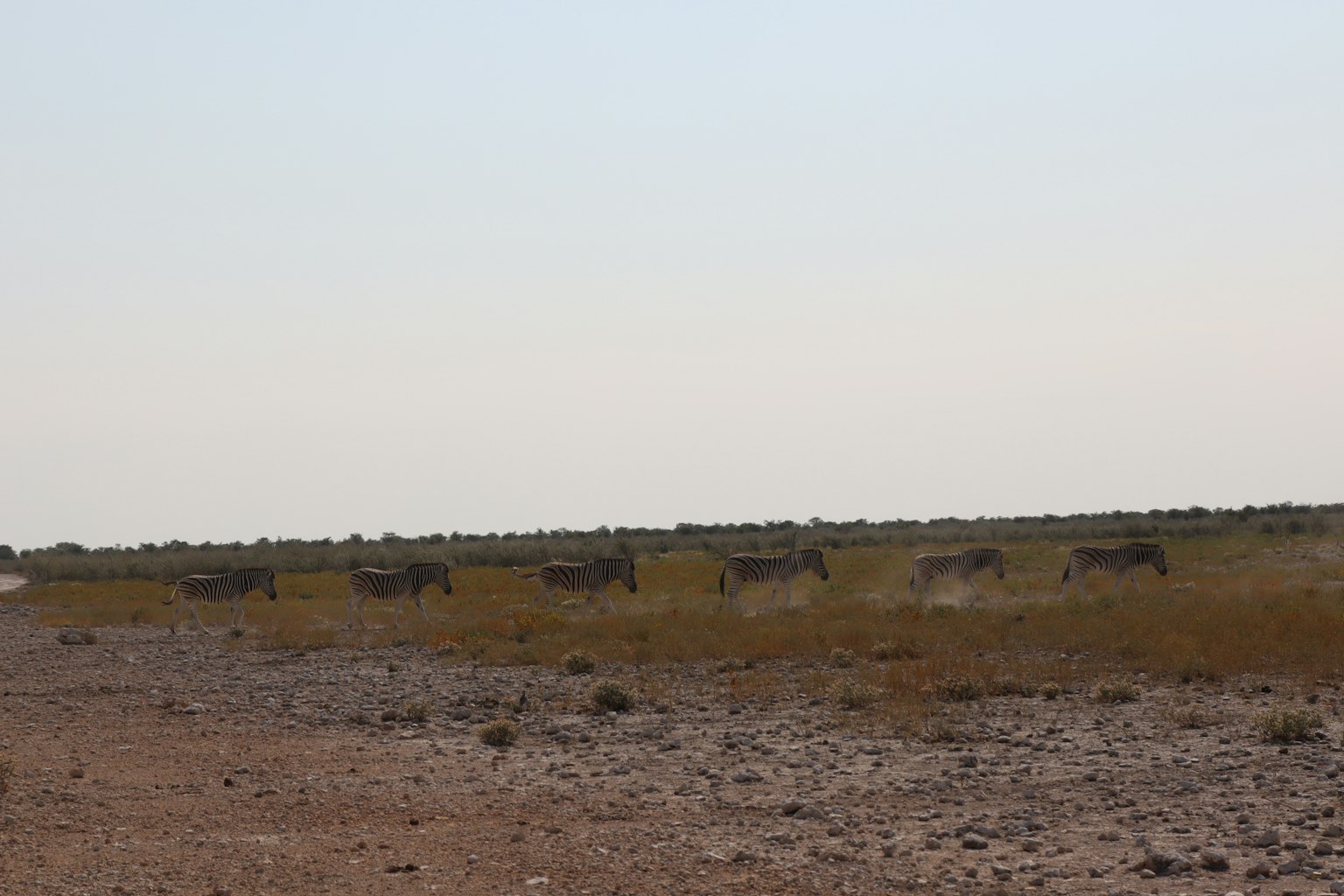 Groupe d'animaux dans une vaste prairie