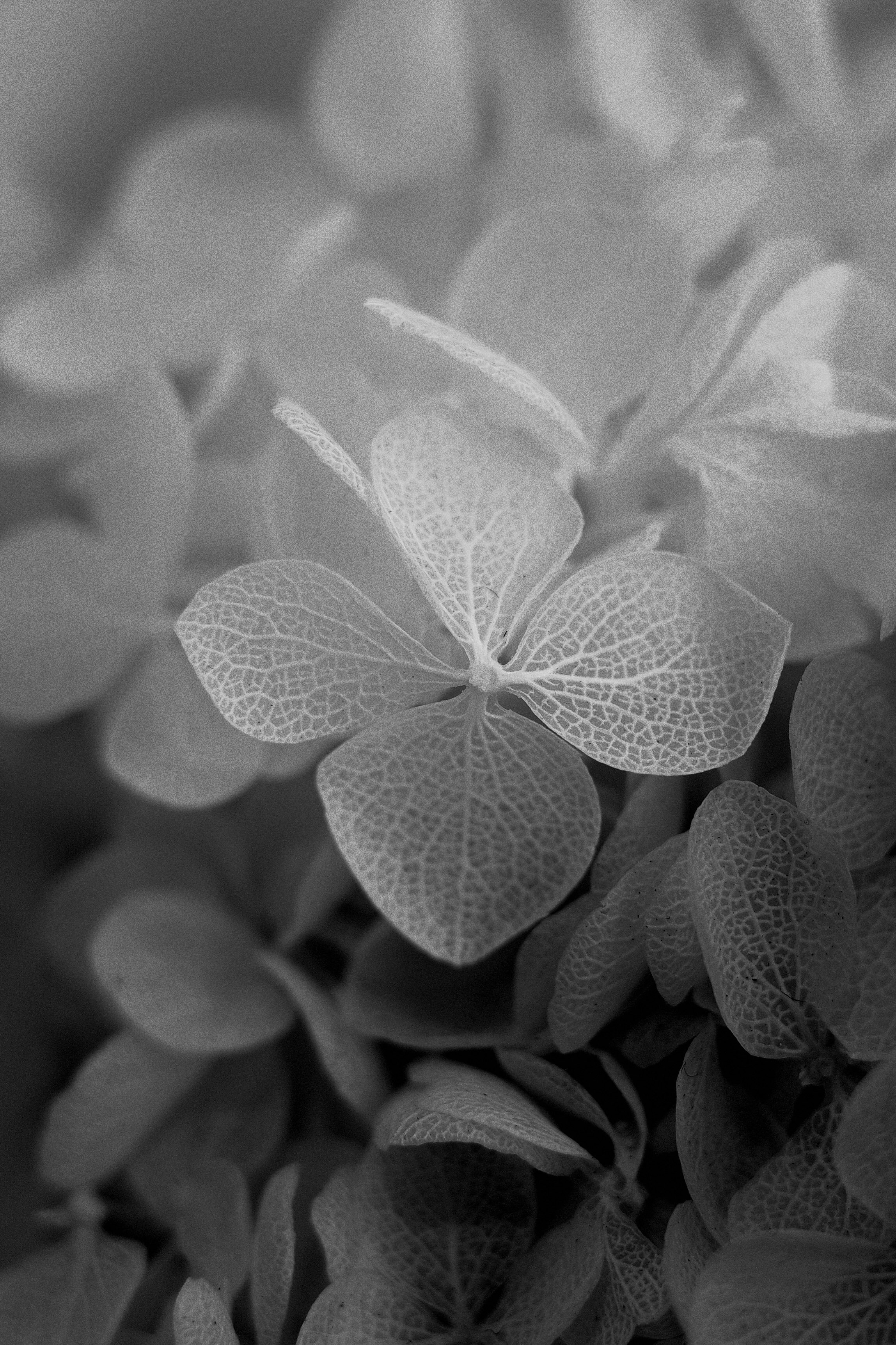 花びらの質感が際立つ花のクローズアップ