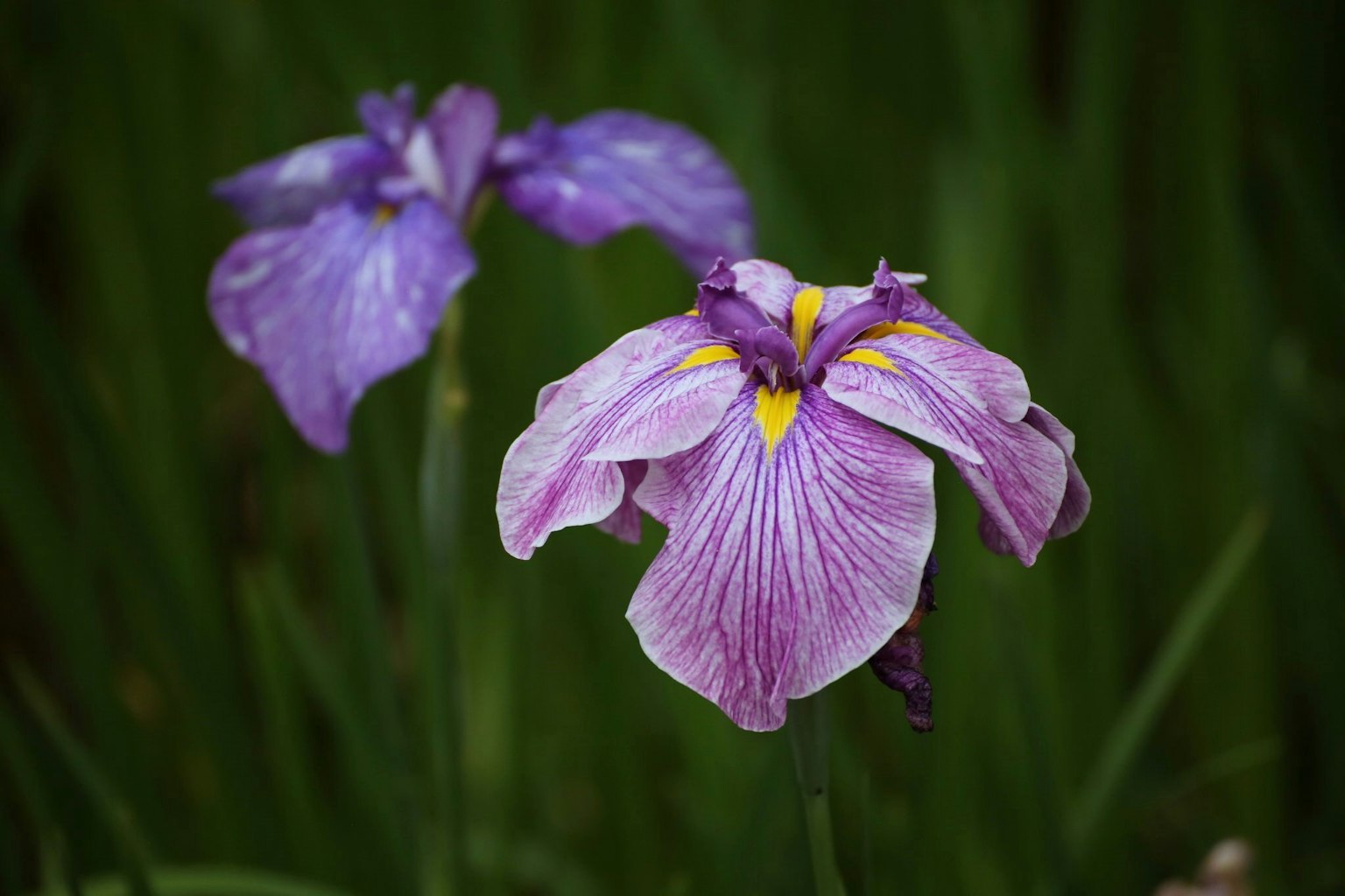 Fiori di iris viola bellissimi che sbocciano tra le foglie verdi