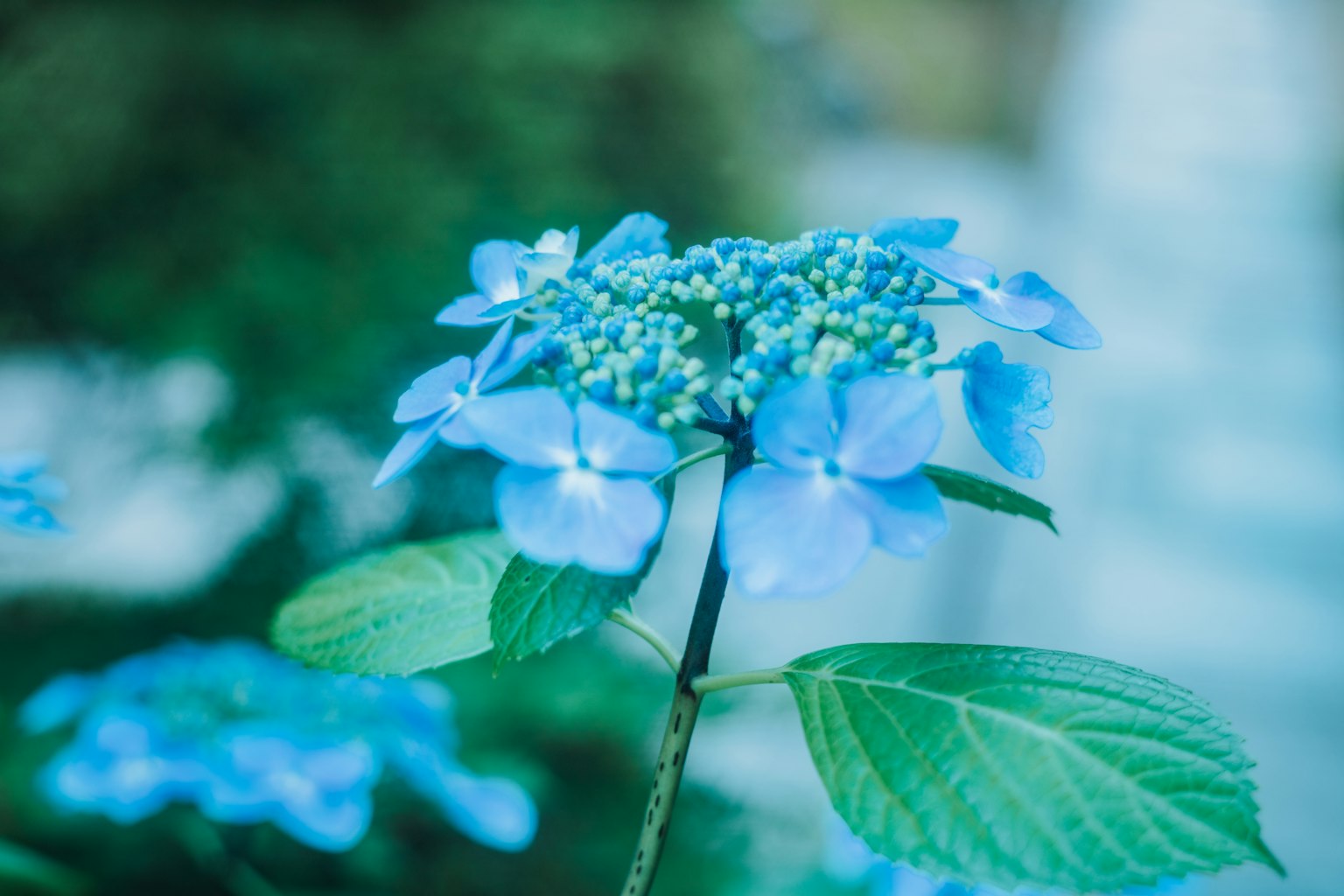 Acercamiento de flores de hortensia azules con hojas verdes