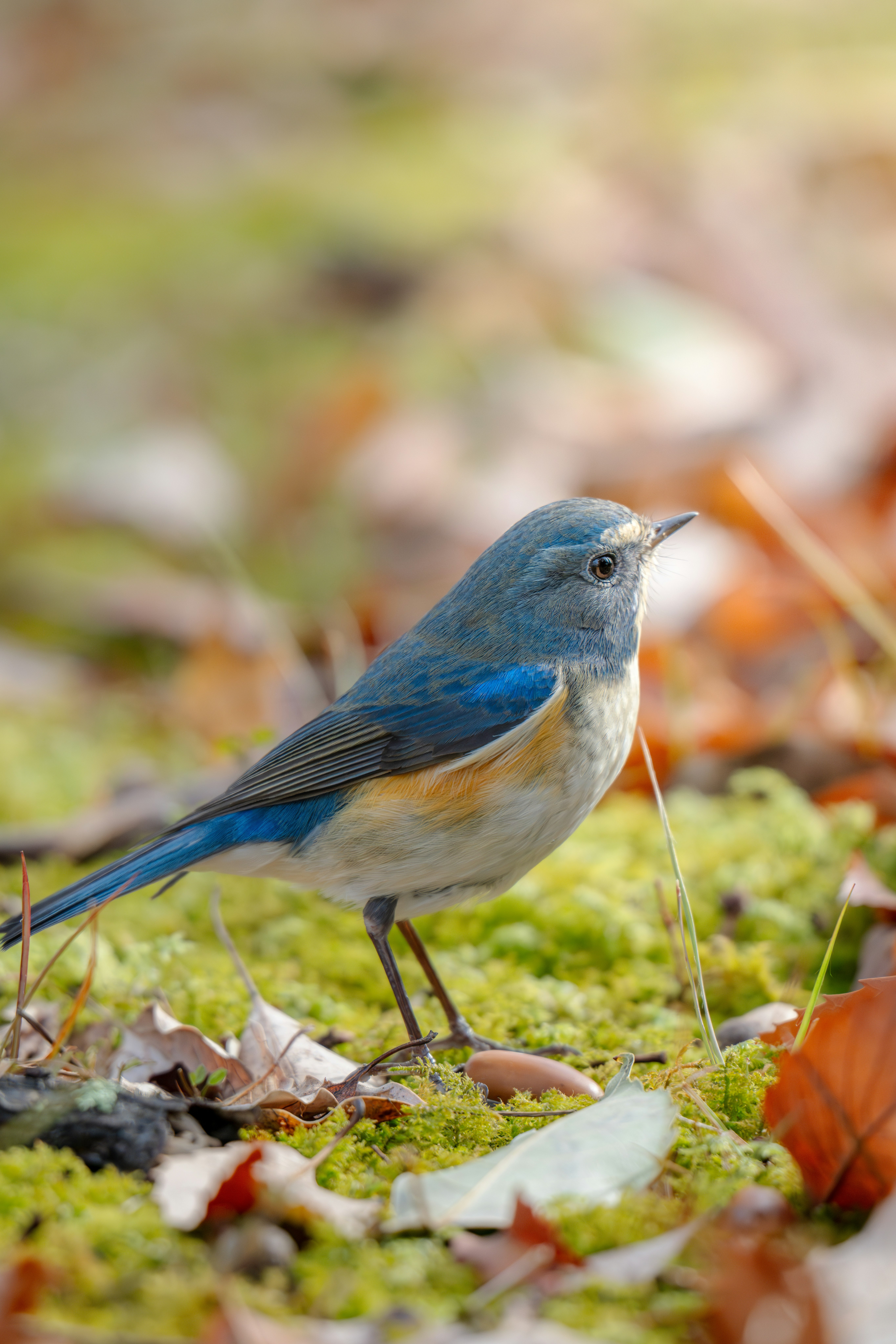 Blue-and-white bird (Japanese blue flycatcher) on fallen leaves