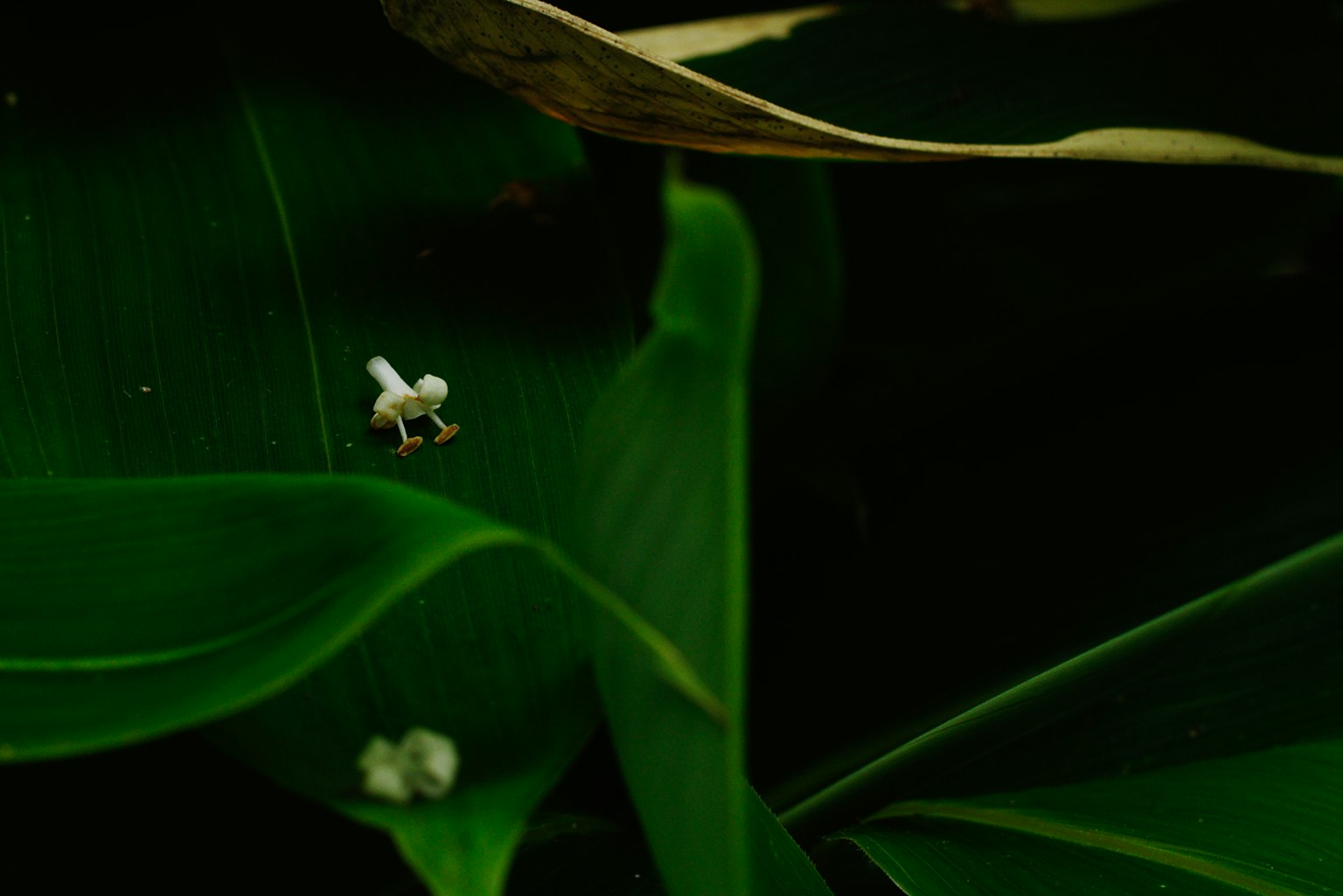 Pequeña flor blanca sobre hojas verdes con fondo oscuro