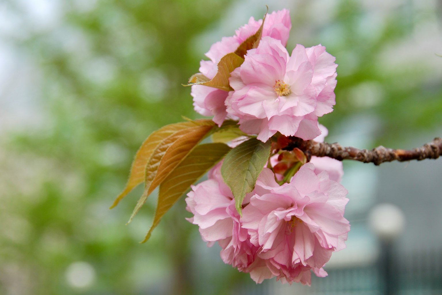 Close-up of cherry blossoms on a branch