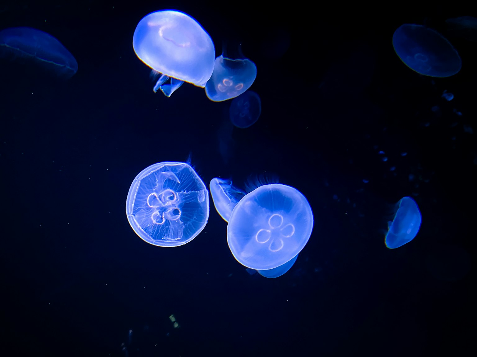 藍色水母漂浮在黑暗的水中