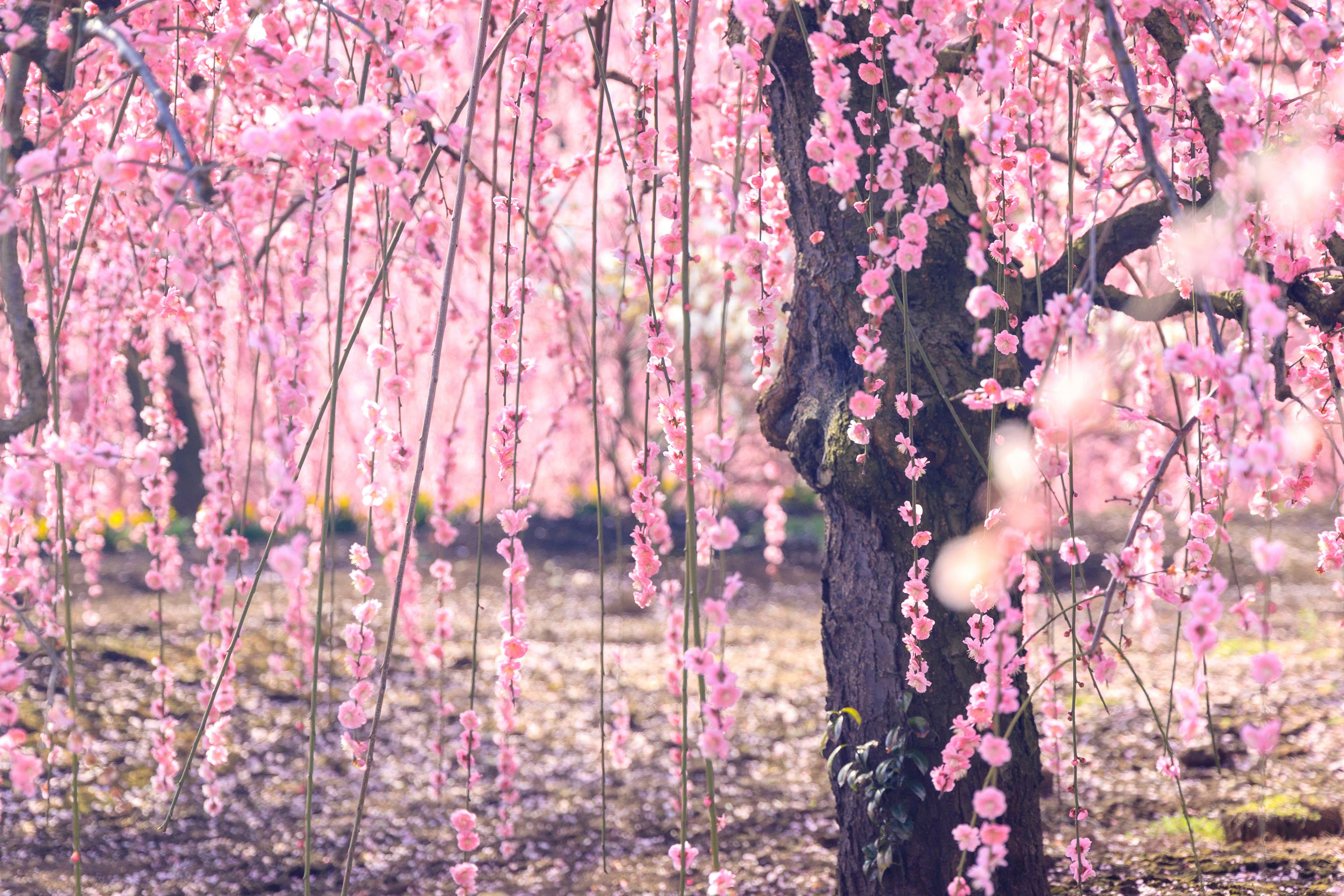 しだれ桜の花が垂れる並木の小道