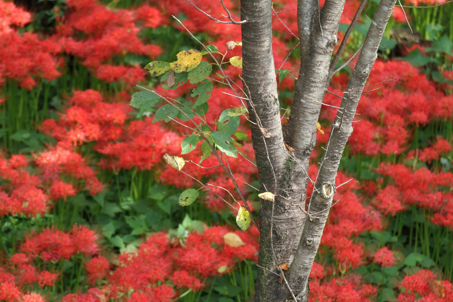 Tronc d'arbre avec des fleurs rouges vives en arrière-plan