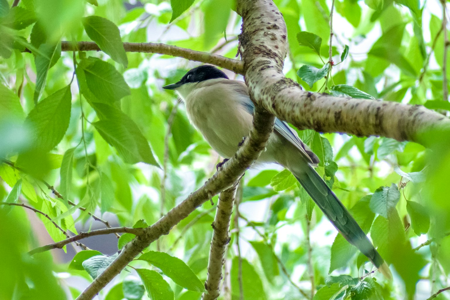 Un oiseau perché parmi des feuilles vertes avec un corps de couleur claire et une tête sombre