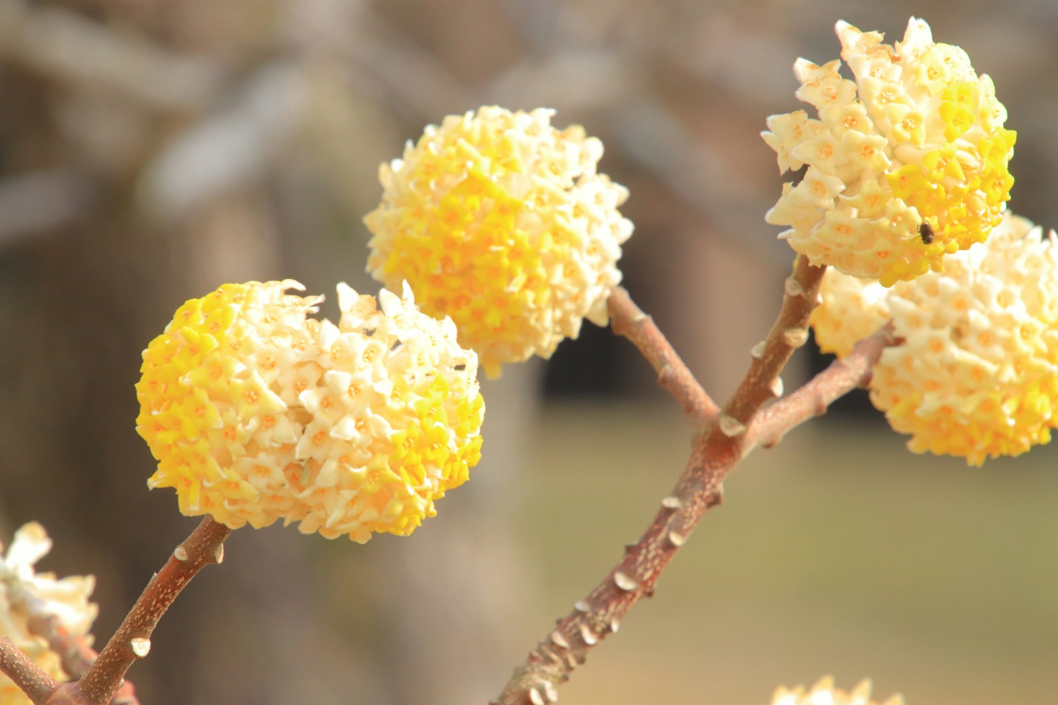 Raggruppamento di boccioli di fiori gialli su un ramo