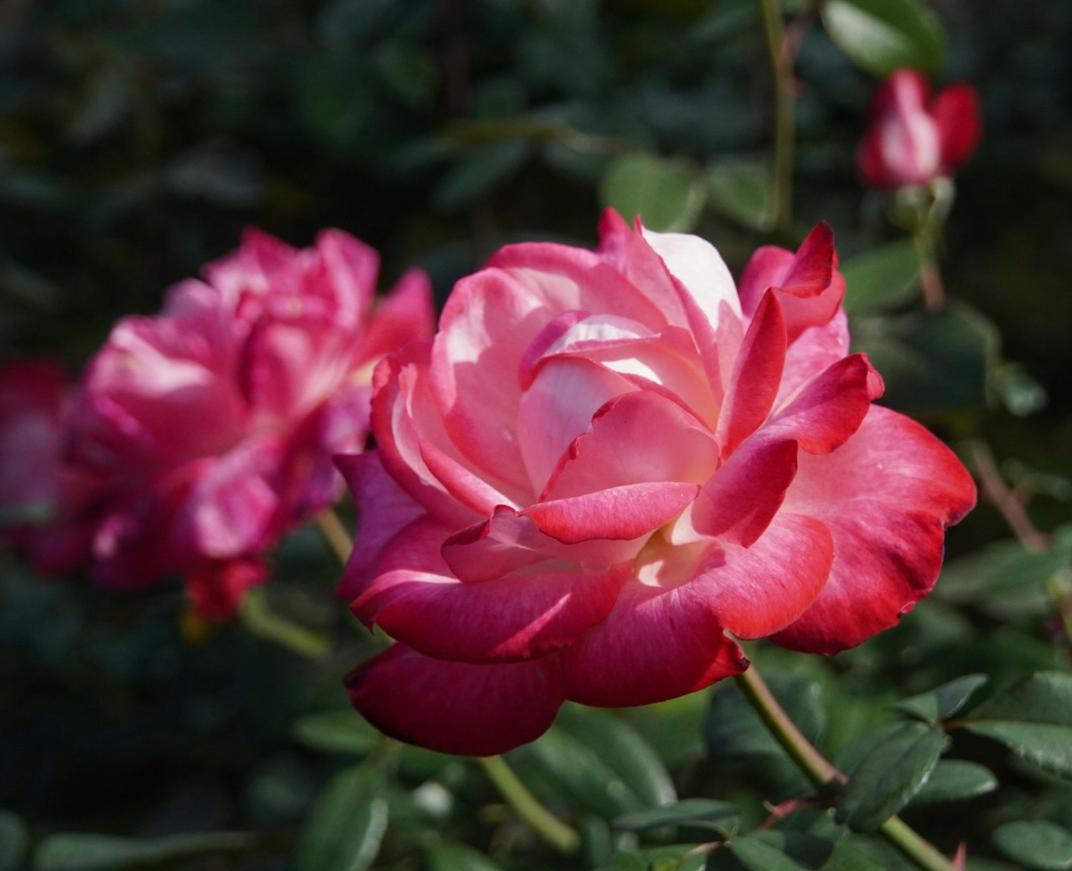 Fiori di rosa vibranti rosa e bianchi in un giardino